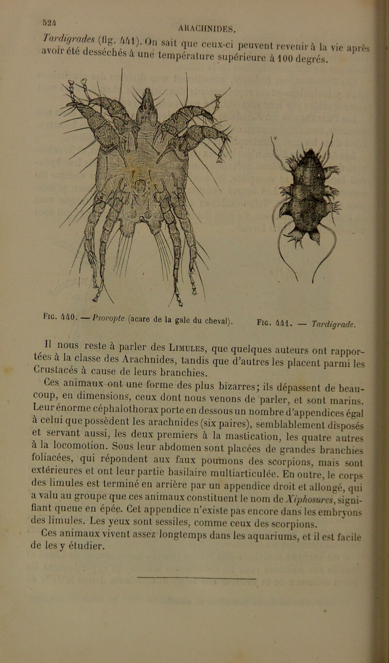 AIUCHNIDES. IvoïvZldes^fh^'^' 0,1 Sait qUC CCUX'ci peuvent revenir à la vie stxh6s à une température supérieure à lüü degrés. après Fie. 440. — Psoroptc (acare de la gale du cheval). Fie. 441. — Tnrdigrade. H nous reste à parler des Limules, que quelques auteurs ont rappor- tées à la classe des Arachnides, tandis que d’autres les placent parmi les Crustacés à cause de leurs branchies. Ces animaux ont une forme des plus bizarres; ils dépassent de beau- coup, en dimensions, ceux dont nous venons de parler, et sont marins. Leur énorme céphalothorax porte en dessous un nombre d’appendices égal à celui que possèdent les arachnides (six paires), semblablement disposés et servant aussi, les deux premiers à la mastication, les quatre autres à la locomotion. Sous leur abdomen sont placées de grandes branchies foliacées, qui répondent aux faux poumons des scorpions, mais sont extérieures et ont leur partie basilaire multiarticulée. En outre, le corps des limules est terminé en arrière par un appendice droit et allongé, qui a valu au gi oupe que ces animaux constituent le nom de Xiphosures, signi- fiant queue en épée. Cet appendice n’existe pas encore dans les embryons des limules. Les yeux sont sessiles, comme ceux des scorpions. Ces animaux vivent assez longtemps dans les aquariums, et il est facile de les y étudier.