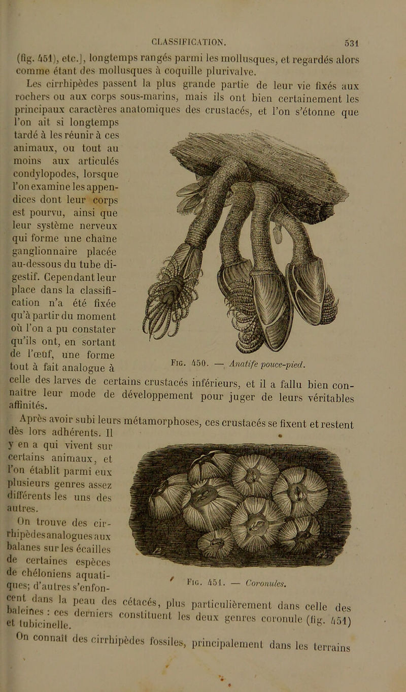 (fig. 451), etc.J, longtemps rangés parmi les mollusques, et regardés alors comme étant des mollusques à coquille plurivalve. Les cirrhipèdes passent la plus grande partie de leur vie fixés aux rochers ou aux corps sous-marins, mais ils ont bien certainement les principaux caractères anatomiques des crustacés, et l’on s’étonne que l’on ait si longtemps tardé à les réunir h ces animaux, ou tout au moins aux articulés condylopodes, lorsque l’on examine les appen- dices dont leur corps est pourvu, ainsi que leur système nerveux qui forme une chaîne ganglionnaire placée au-dessous du tube di- gestif. Cependant leur place dans la classifi- cation n’a été fixée qu’à partir du moment où l’on a pu constater qu’ils ont, en sortant de l’œuf, une forme tout à fait analogue à celle des larves de certains crustacés inférieurs, et il a fallu bien con- naître leur mode de développement pour juger de leurs véritables admîtes. Après avoir subi leurs métamorphoses, ces crustacés se fixent et restent des lors adhérents. 11 y en a qui vivent sur certains animaux, et l’on établit parmi eux plusieurs genres assez différents les uns des autres. On trouve des cir- rhipèdes analogues aux balanes sur les écailles de certaines espèces de chéloniens aquati- ques; d’autres s’enfon- Fig. 450. — Anatife pouce-pied. * Fig. 451. — Coronulcs. cent dans la peau des cétacés, plus particulièrement dans celle etlubSnelîe. emierS con8lllucnl lcs dcux Senres coronule («g. On connaîl des cirrhipèdes fossiles, principalement dans les ter des 451) 'ai ns