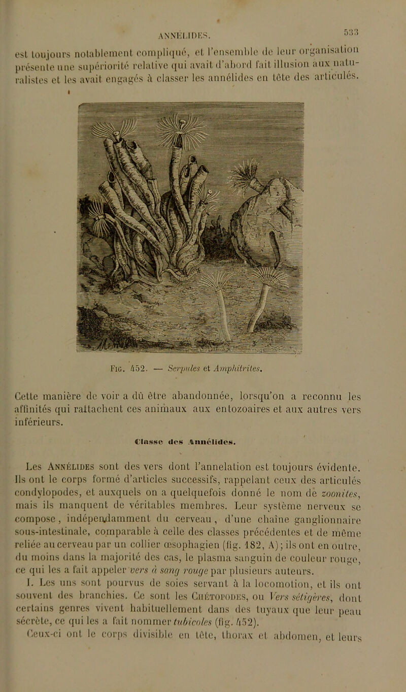 ANNKI.I DES. 5:r.î est toujours notablement compliqué, et l’ensemble de leur organisation présente une supériorité relative (pii avait d’abord fait illusion aux natu- ralistes et les avait engagés classer les annélides en tête des articulés. Fig. 452. — Serpules et Amphitrites. Cette manière de voir a dû être abandonnée, lorsqu’on a reconnu les affinités qui rattachent ces animaux aux entozoaires et aux autres vers inférieurs. Classe «les Annclidcs. Les Annélides sont des vers dont l’annelation est toujours évidente. Ils ont le corps formé d’articles successifs, rappelant ceux des articulés condylopodes, et auxquels on a quelquefois donné le nom de zoonites, mais ils manquent de véritables membres. Leur système nerveux se compose, indépendamment du cerveau, d’une chaîne ganglionnaire sous-intestinale, comparable à celle des classes précédentes et de même reliée au cerveau par un collier œsophagien (fig. 182, A); ils ont en outre, du moins dans la majorité des cas, le plasma sanguin de couleur rouge, ce qui les a fait appeler vers à sang rouge par plusieurs auteurs. I. Les uns sont pourvus de soies servant à la locomotion, et ils ont souvent des branchies. Ce sont les Ciiétopodes, ou Vers sétigères, dont certains genres vivent habituellement dans des tuyaux que leur peau sécrète, ce qui les a fait nommer tubicoles (fig. é52). Ceux-ci ont le corps divisible en tète, thorax et abdomen, et leurs