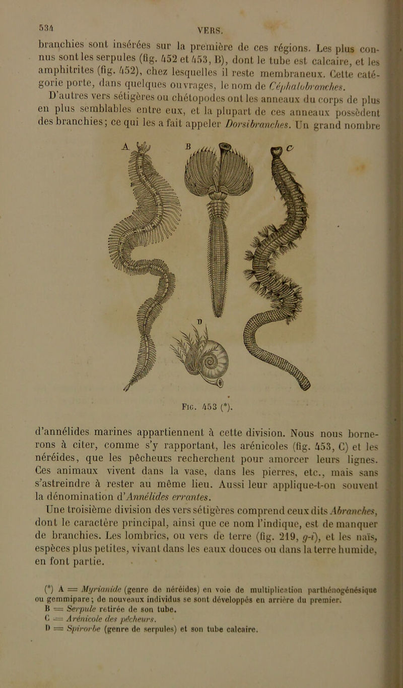 53/' VERS. branchies sont insérées sur la première de ces régions. Les plus con- nus sont les serpules (fig. 452 et 453,13), dont le tube est calcaire, et les amphitrites (fig. 452), chez lesquelles il reste membraneux. Cette caté- gorie porte, dans quelques ouvrages, le nom de Cé/jhatobronches. D auli es vers sétigèresou chétopodes ont les anneaux du corps de plus en plus semblables entre eux, et la plupart de ces anneaux possèdent des branchies; ce qui les a fait appeler Dorsibranches. Un grand nombre Fie. 453 (*). d’annélides marines appartiennent à cette division. Nous nous borne- rons à citer, comme s’y rapportant, les arénicoles (fig. 453, C) et les < néréides, que les pécheurs recherchent pour amorcer leurs lignes. Ces animaux vivent dans la vase, dans les pierres, etc., mais sans s’astreindre à rester au même lieu. Aussi leur applique-t-on souvent la dénomination d’Annclides errantes. Une troisième division des verssétigères comprend ceux dits Abranches, dont le caractère principal, ainsi que ce nom l’indique, est de manquer de branchies. Les lombrics, ou vers de terre (fig. ‘219, g-i), et les naïs, espèces plus petites, vivant dans les eaux douces ou dans la terre humide, en font partie. (*) (*) A = Myrianide (genre de néréides) en voie de multiplication parthénogénésique ou gemmipare; de nouveaux individus se sont développés en arriére du premier. B = Serpule retirée de son tube. C œ Arénicole des pécheurs. f) = Spirorbe (genre de serpules) et son tube calcaire.