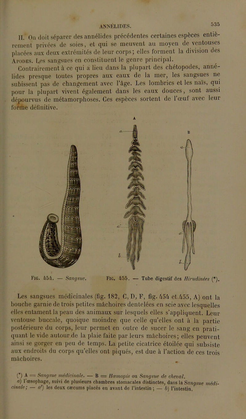 ANNÉLIDES. II. On doit séparer des annélides précédentes certaines espèces entiè- rement privées de soies, et qui se meuvent au moyen de ventouses placées aux deux extrémités de leur corps; elles forment la division des Apodes. Les sangsues en constituent le genre principal. Contrairement à ce qui a lieu dans la plupart des chétopodes, anné- lides presque toutes propres aux eaux de la mer, les sangsues ne subissent pas de changement avec l’âge. Les lombrics et les naïs, qui pour la plupart vivent également dans les eaux douces, sont aussi dépourvus de métamorphoses. Ces espèces sortent de l’œuf avec leur forme définitive. A Fig. 454. — Sangsue. Fig. 455. — Tube digestif des Hirudinèes (*). Les sangsues médicinales (fig. 182, C, D, F, fig. h54 et.455, A) ont la bouche garnie de trois petites mâchoires dentelées en scie avec lesquelles elles entament la peau des animaux sur lesquels elles s’appliquent. Leur ventouse buccale, quoique moindre que celle qu’elles ont à la partie postérieure du corps, leur permet en outre de sucer le sang en prati- quant le vide autour de la plaie faite par leurs mâchoires; elles peuvent ainsi se gorger en peu de temps. La petite cicatrice étoilée qui subsiste aux endroits du corps qu’elles ont piqués, est due à l’action de ces trois mâchoires. m- O A — Sangsue médicinale. — B = Hœnwpis ou Sangsue de cheval. a) l’œsophage, suivi de plusieurs chambres stomacales distinctes, dans la Sangsue médi- cinale; — a') les deux cæcums placés en avant de l’intestin ; — h) l’intestin.