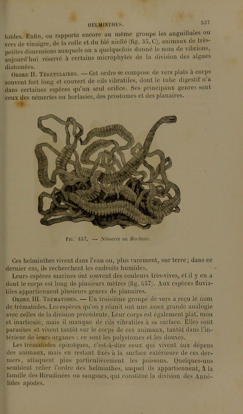 HELMINTHES. toïdes. Enfin, on rapporte encore au même groupe les anguillules ou vers de vinaigre, de la colle et du blé nielle (tig. 35, G), animaux de très- petites dimensions auxquels on a quelquefois donné le nom de vibrions, aujourd’hui réservé à certains microphyte's de la division des algues diatomées. Ordre IL Térétulaires. — Cet ordre se compose de vers plats à corps souvent fort long et couvert de cils vibratiles, dont le tube digestif n’a dans certaines espèces qu’un seul orifice. Ses principaux genres sont ceux des némertes ou borlasies, des prostomes et des planaires. Ces helminthes vivent dans l’eau ou, plus rarement, sur terre; dans ce dernier cas, ils recherchent les endroits humides. Leurs espèces marines ont souvent des couleurs très-vives, et il y en a dont le corps est long de plusieurs mètres (fig. A57). Aux espèces tluvia- tiles appartiennent plusieurs genres de planaires. Ordre III. Trématodes. — Un troisième groupe de vers a reçu le nom de trématodes. Les espèces qu’on y réunit ont une assez grande analogie avec celles de la division précédente. Leur corps est également plat, mou et inarticulé, mais il manque de cils vibratiles à sa surface. Elles sont parasites et vivent tantôt sur le corps de ces animaux, tantôt dans l’in- térieur de. leurs organes : ce sont les polyslomes et les douves. Les trématodes épizoïques, c’est-à-dire ceux (pii vivent aux dépens des animaux, mais en restant fixés à la surface extérieure de ces der- niers, attaquent plus particulièrement les poissons. Quelques-uns semblent relier l’ordre des helminthes, auquel ils appartiennent, à la famille des Hirudinées ou sangsues, qui constitue la division des Anné- lides apodes.
