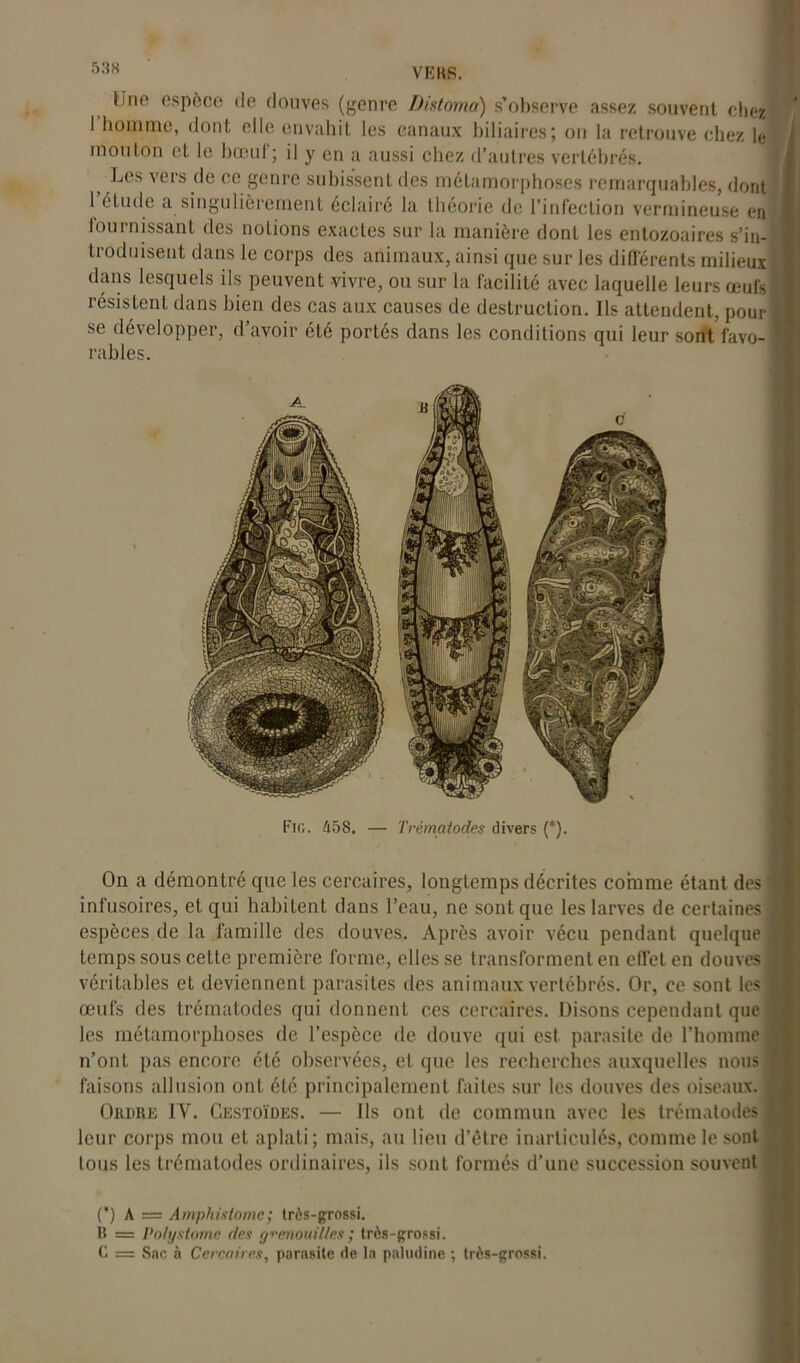 r>3s Ii ne espèce de douves (genre Distoma) s’observe assez souvent cher I homme, dont elle envahit les canaux biliaires; on la retrouve chez le mouton et le bœuf; il y en a aussi chez d’autres vertébrés. ) vers ce genre subissent des métamorphoses remarquables, dont 1 étude a singulièrement éclairé la théorie de l’infection vermineuse en fournissant des notions exactes sur la manière dont les entozoaires s’in- troduisent dans le corps des animaux, ainsi que sur les différents milieux dans lesquels ils peuvent vivre, ou sur la facilité avec laquelle leurs œufs résistent dans bien des cas aux causes de destruction. Ils attendent, pour se développer, d’avoir été portés dans les conditions qui leur sont'favo- rables. Fig. 458. — T rémat odes divers (*). On a démontré que les cercaires, longtemps décrites comme étant des infusoires, et qui habitent dans l’eau, ne sont que les larves de certaines espèces de la famille des douves. Après avoir vécu pendant quelque temps sous cette première forme, elles se transforment en effet en douves véritables et deviennent parasites des animaux vertébrés. Or, ce sont les œufs des trématodes qui donnent ces cercaires. Disons cependant que les métamorphoses de l’espèce de douve qui est. parasite de l’homme n’ont pas encore été observées, et que les recherches auxquelles nous faisons allusion ont été principalement faites sur les douves des oiseaux. Ordre IV. Cestoïdes. — Ils ont de commun avec les trématodes leur corps mou et aplati; mais, au lieu d’être inarticulés, comme le sont tous les trématodes ordinaires, ils sont formés d’une succession souvent (*) (*) A = Amphistomc; très-grossi. B = Polystome des grenouilles; très-grossi. C = Sac à Cercaires, parasite de la paludine ; très-grossi.