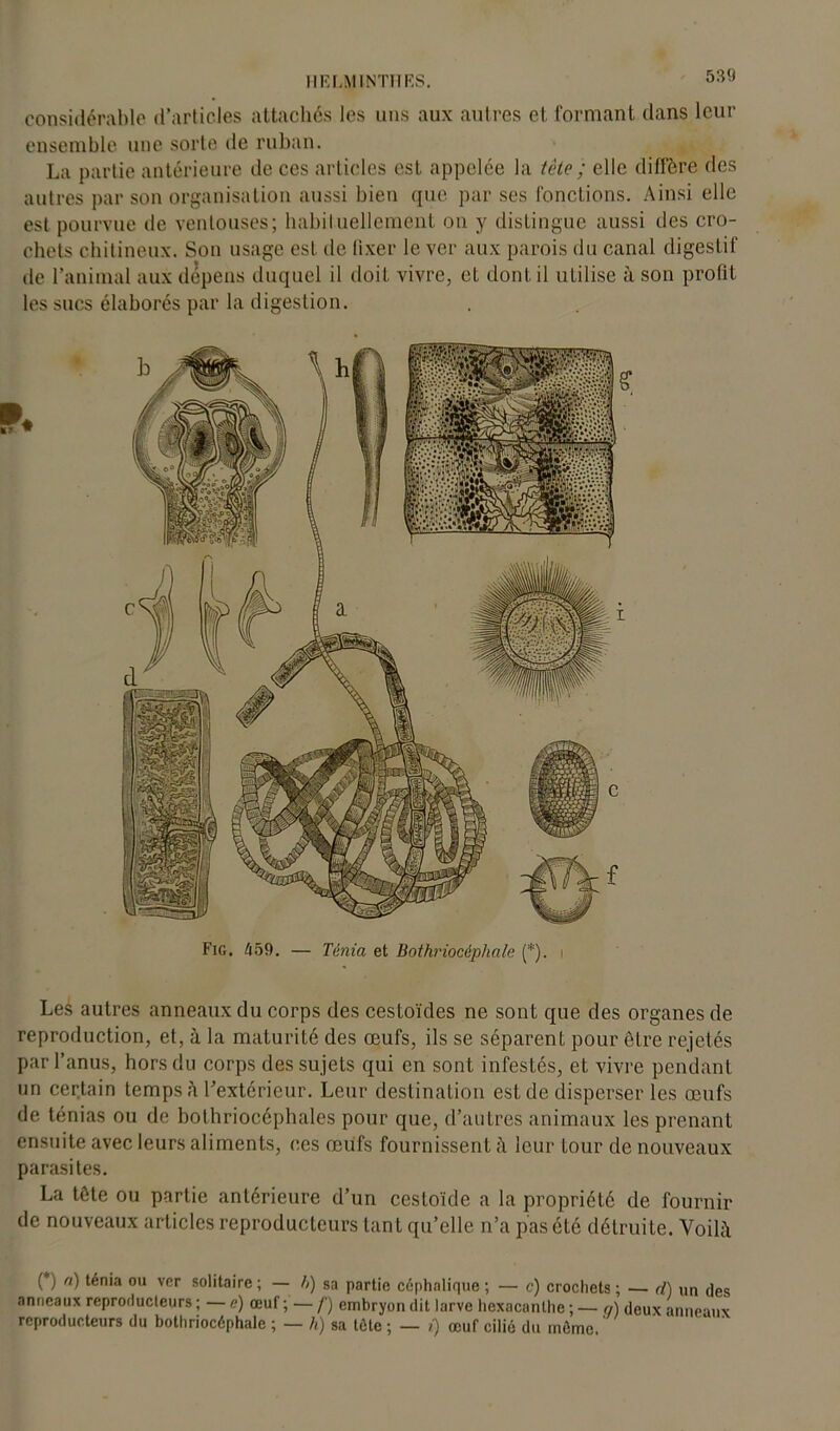HELMINTHES. considérable d’articles attachés les uns aux autres et formant dans leur ensemble une sorte de ruban. La partie antérieure de ces articles est appelée la tête ; elle diffère des autres par son organisation aussi bien que par ses fonctions. Ainsi elle est pourvue de ventouses; habituellement on y distingue aussi des cro- chets chitineux. Son usage est de fixer le ver aux parois du canal digestif de l’animal aux dépens duquel il doit vivre, et dont il utilise à son profit les sucs élaborés par la digestion. Fig. 459. — Ténia et Bothriocéphale (*). i Les autres anneaux du corps des cestoïdes ne sont que des organes de reproduction, et, à la maturité des œufs, ils se séparent pour être rejetés par l’anus, hors du corps des sujets qui en sont infestés, et vivre pendant un certain temps à l’extérieur. Leur destination est de disperser les œufs de ténias ou de bothriocéphales pour que, d’autres animaux les prenant ensuite avec leurs aliments, ces œufs fournissent à leur tour de nouveaux parasites. La tête ou partie antérieure d’un cesfoïde a la propriété de fournir de nouveaux articles reproducteurs tant qu’elle n’a pas été détruite. Voilà (*) (*) a) ténia ou ver solitaire ; — b) sa partie céphalique ; — c) crochets ; — ri) un des anneaux reproducteurs ; — e) œuf ; — f) embryon dit larve hexacanlhe ; — a) deux anneaux reproducteurs du bothriocéphale ; — h) sa tète ; — i) œuf cilié du mémo. '