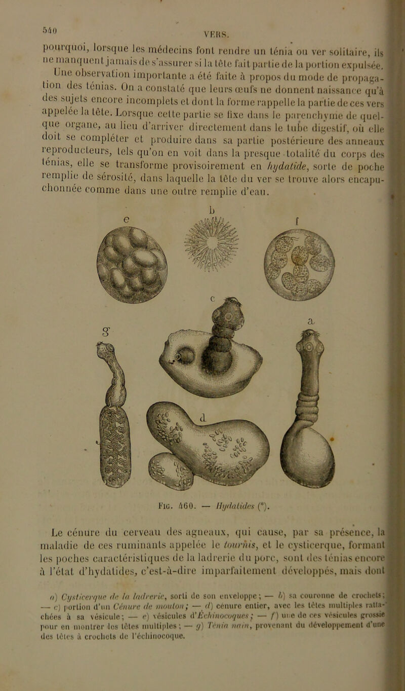 VF. R S. pomquoi, lorsque les médecins font rendre un ténia ou ver solitaire, ils ne manquent jamais de s'assurer si la tôle fait partie de la portion expulsée. line observation importante a été laite à propos du mode de propaga- tion des ténias. Un a constaté que leurs œufs ne donnent naissance qua ( es sujets encore incomplets et dont la forme rappelle la partie de ces vers appelée la tète. Lorsque celle partie se fixe dans le parenchyme de quel- que oigane, au lieu d’arriver directement dans le tube digestif, où elle doit se compléter et produire dans sa partie postérieure des anneaux i (producteurs, tels qu’on en voit dans la presque totalité du corps des lemas, elle se transforme provisoirement en hydatide, sorte de poche iemplie de sérosité, dans laquelle la tète du ver se trouve alors encapu- chonnée comme dans une outre remplie d’eau. Fie. 460. — Uydatides (*). Le eénure du cerveau des agneaux, qui cause, par sa présence, la maladie de ces ruminants appelée le tournis, et le eysticerque, formant les poches caractéristiques de la ladrerie du porc, sont des ténias encore à l’état d’hydalides, c’est-à-dire imparfaitement développés, mais dont n) Cysticerque du la ladrerie, sorti de son enveloppe; — h) sa couronne de crochets; 1 — c) portion d’un Cénure de mouton; — d) eénure entier, avec les tètes multiples ralta-* 1 chécs à sa vésicule; — e) vésicules d’Èchinocoques; — f) une de ces vésicules possie J pour en montrer les tètes multiples; — <j) Irma nain, provenant du développement d une des tètes à crochets de l'écliinocoque.
