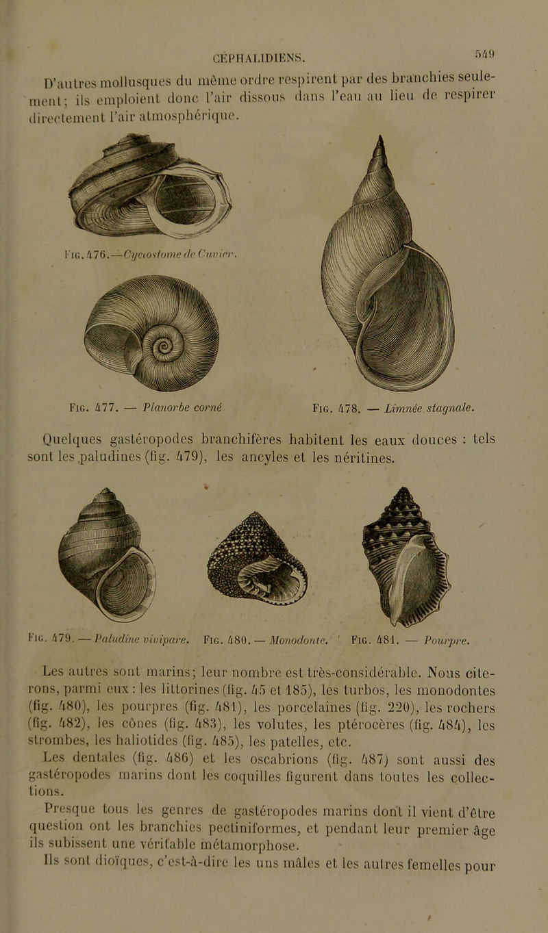 D’autres mollusques du môme ordre respirent par des branchies seule- ment; ils emploient donc l’air dissous dans l’eau au lieu de respirer directement l’air atmosphérique. Fig. !i76.—Cyctosfome de Cuvier. Fig. 477. — Planorbe corné Fig. A78. — Limnée stagnale. Quelques gastéropodes branchifères habitent les eaux douces : tels sont les.paludines (fig. 479), les ancyles et les néritines. Fig. 479. — Paludine vivipare. Fig. 480. — Monodonte. ' Fig. 481. — Pourpre. Les autres sont marins; leur nombre est très-considérable. Nous cite- rons, parmi eux: les liltorines(lig. 65 cl 185), les turbos, les monodontes (fig. 480), les pourpres (fig. 481), les porcelaines (fig. 220), les rochers (fig. 482), les cônes (fig. 483), les volutes, les ptérocères (lig. 484), les strombes, les haliotides (fig. 485), les patelles, etc. Les dentales (fig. 486) et les oscabrions (fig. 487) sont aussi des gastéropodes marins dont les coquilles figurent dans toutes les collec- tions. Presque tous les genres de gastéropodes marins dont il vient d’ôtre question ont les branchies pectiniformes, et pendant leur premier âge ils subissent une véritable métamorphose. Ils sont dioïques, c’est-à-dire les uns mâles et les autres femelles pour