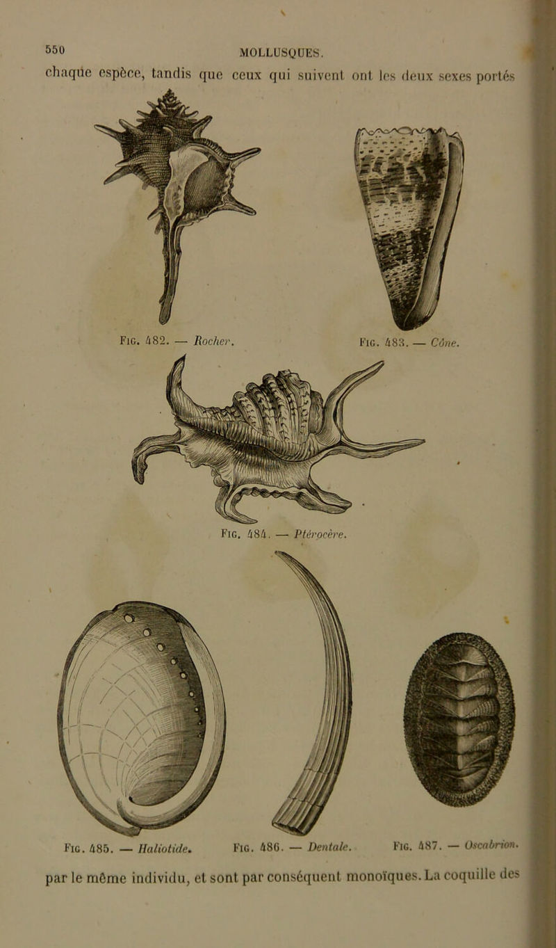 chaqüe espèce, tandis que ceux qui suivent ont les deux sexes portés Fig. 684. — Ptérocère. par le môme individu, et sont par conséquent monoïques. La coquille des