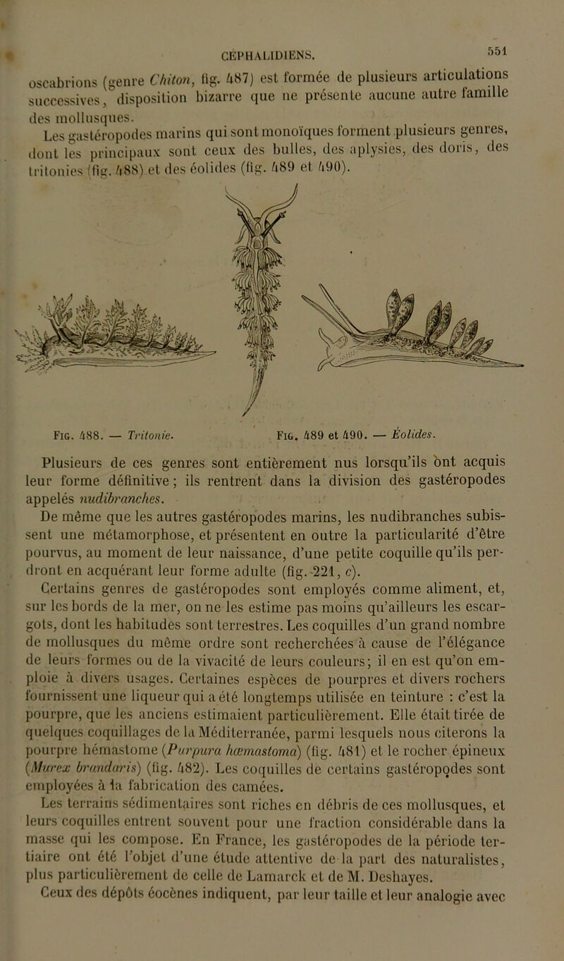 CEP H AUDI ENS, oscabrions (genre C/nton, lig. 487) est formée de plusieurs articulations successives, disposition bizarre que ne présente aucune autre famille des mollusques. Les gastéropodes marins qui sont monoïques forment plusieurs genres, dont les principaux sont ceux des bulles, des aplysies, des doris, des tritonies (fig. 488) et des éolides (fig. 489 et 490). Plusieurs de ces genres sont entièrement nus lorsqu’ils ont acquis leur forme définitive ; ils rentrent dans la division des gastéropodes appelés nudibranch.es. De même que les autres gastéropodes marins, les nudibranches subis- sent une métamorphose, et présentent en outre la particularité d’être pourvus, au moment de leur naissance, d’une petite coquille qu’ils per- dront en acquérant leur forme adulte (fig.-221, c). Certains genres de gastéropodes sont employés comme aliment, et, sur les bords de la mer, on ne les estime pas moins qu’ailleurs les escar- gots, dont les habitudes sont terrestres. Les coquilles d’un grand nombre de mollusques du même ordre sont recherchées à cause de l’élégance de leurs formes ou de la vivacité de leurs couleurs; il en est qu’on em- ploie à divers usages. Certaines espèces de pourpres et, divers rochers fournissent une liqueur qui a été longtemps utilisée en teinture : c’est la pourpre, que les anciens estimaient particulièrement. Elle était tirée de quelques coquillages de la Méditerranée, parmi lesquels nous citerons la pourpre hémastome (Purpura hœmastoma) (fig. 481) et le rocher épineux [Murex brandàris) (fig. 482). Les coquilles de certains gastéropodes sont employées à la fabrication des camées. Les terrains sédimentaires sont riches en débris de ces mollusques, et leurs coquilles entrent souvent pour une fraction considérable dans la masse qui les compose. En France, les gastéropodes de la période ter- tiaire ont été l’objet d’une étude attentive de la part des naturalistes, plus particulièrement de celle de Lamarck et de M. Deshayes. Ceux des dépôts éocènes indiquent, par leur taille et leur analogie avec / Fig. 488. — Tritonie. Fig. 489 et 490. — Éolides.