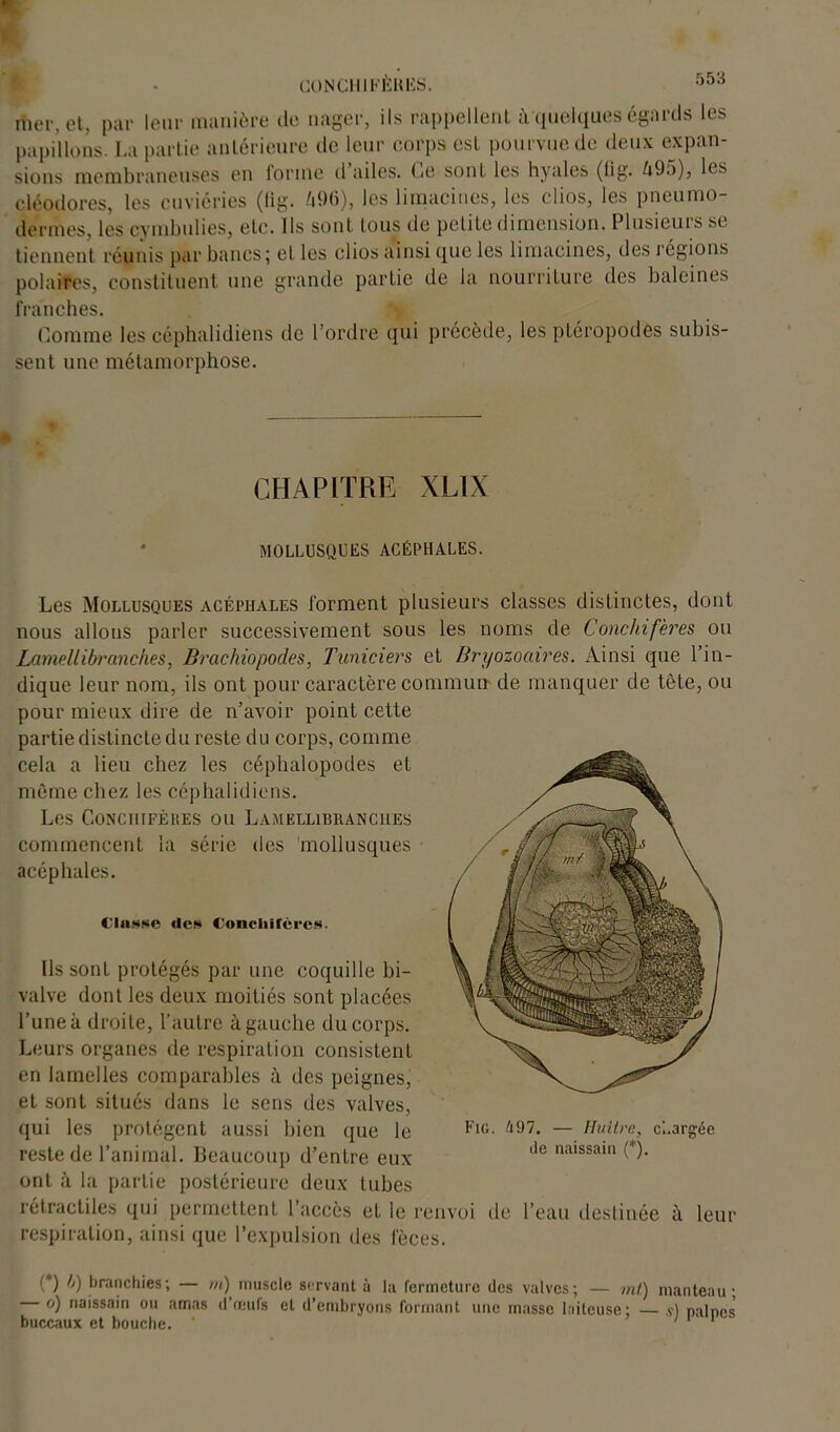 CONCIIIKÈHIiS. mer, et, par leur manière de nager, ils rappellent à quelques égards les papillons. La partie antérieure de leur corps est pourvue de deux expan- sions membraneuses en forme d’ailes. Ce sont les hyales (üg. U95), les eléodores, les cuviéries (lig. 496), les limacines, les elios, les pneumo- dermes, les cymbulies, etc. Ils sont tous de petite dimension. Plusieurs se tiennent réunis par bancs; et les clios ainsi que les limacines, des régions polaires, constituent une grande partie de la nourriture des baleines franches. Gomme les céphalidiens de l’ordre qui précède, les ptéropodes subis- sent une métamorphose. CHAPITRE XL1X MOLLUSQUES ACÉPHALES. Les Mollusques acéphales forment plusieurs classes disLincles, dont nous allons parler successivement sous les noms de Conchifères ou Lamellibranches, Brachiopod.es, Tuniciers et Bryozoaires. Ainsi que l’in- dique leur nom, ils ont pour caractère commun de manquer de tête, ou pour mieux dire de n’avoir point cette partie distincte du reste du corps, comme cela a lieu chez les céphalopodes et même chez les céphalidiens. Les Conchifères ou Lamellibranches commencent la série des mollusques acéphales. Classe des Conchifères. Ils sont protégés par une coquille bi- valve dont les deux moitiés sont placées l’une à droite, l’autre à gauche du corps. Leurs organes de respiration consistent en lamelles comparables à des peignes, et sont situés dans le sens des valves, qui les protègent aussi bien que le FlG- 497* — Huître, cl.argée reste de l’animal. Beaucoup d’entre eux lie naissain (*)• ont à la partie postérieure deux tubes rétractiles qui permettent l’accès et le renvoi île l’eau destinée à leur respiration, ainsi que l’expulsion des fèces. (*) *J) branchies; — m) muscle servant à la fermeture des valves; — mt) manteau; o) naissain on amas d’œufs et d’embryons formant une masse lniteuse; ,v) naines' buccaux et bouche. ' '