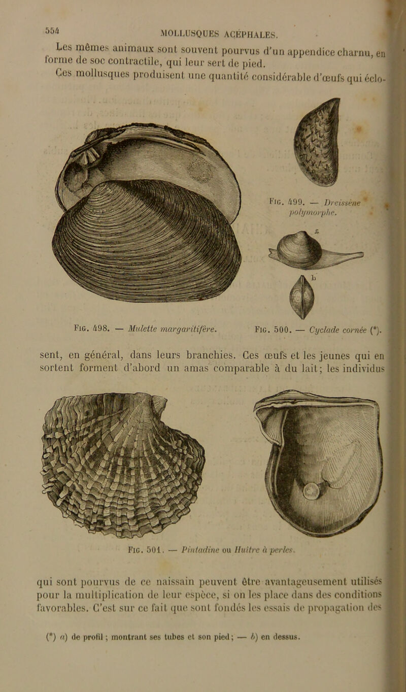 Les mômes animaux sont souvent pourvus d’un appendice charnu, en loi me de soc conLractile, qui leur sert de pied. Ces mollusques produisent une quantité considérable d’œufs qui éclo- sent, en général, dans leurs branchies. Ces œufs et les jeunes qui en sortent forment d’abord un amas comparable à du lait; les individus Fie. 501. — Pintadinc ou lluitre à perles. qui sont pourvus de ce naissain peuvent être avantageusement utilisés pour la multiplication de leur espèce, si on les place dans des conditions favorables. C’est sur ce fait que sont fondés les essais de propagation des (*) (*) u) de profil ; montrant ses tubes et son pied; — />) en dessus.