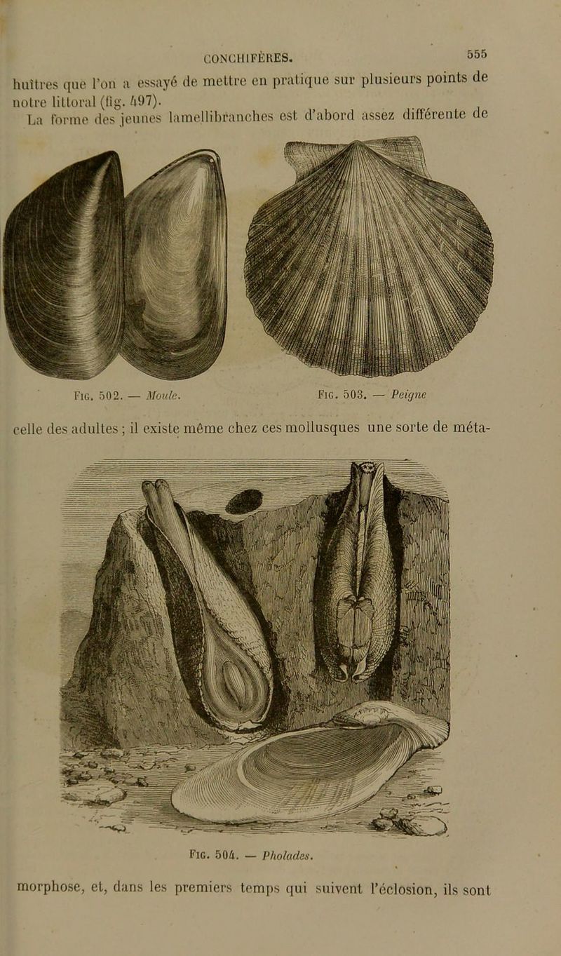 huîtres que l’on a essayé de mettre en pratique sur plusieurs points de notre littoral (fig. &97). La forme des jeunes lamellibranches est d’abord assez différente de Fig. 502. — Moule. Fig. 503. — Peigne celle des adultes ; il existe môme chez ces mollusques une sorte de méta- morphose, et, dans les premiers temps (pii suivent l’éclosion, ils sont