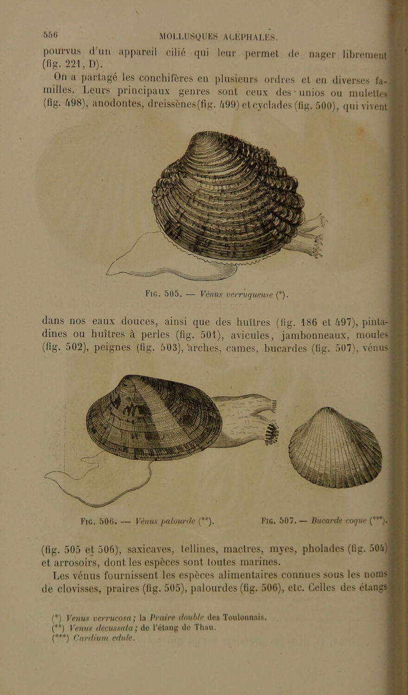 pourvus d’un appareil cilié qui leur permet de nager librement (fig. 221, D). ( bi a partage les conchifères en plusieurs ordres et en diverses fa- imlles. Leurs principaux genres sont ceux des unios ou mulettes (fig- è98), anodontes, dreissènes(tig. /t99) etcyclades (fig. 500), qui vivent Fig. 505. — Vénus verruqueuse (*). dans nos eaux douces, ainsi que des huîtres (fig. 186 et 497), pinta-1 dines ou huîtres à perles (fig. 501), avicules, jambonneaux, moules* (**) (***) (fig. 502), peignes (fig. 503),‘arches, cames, bucardes (fig. 507), venus I Fig. 500. — Vénus palourde (**). Fig. 507. — Bucardc coque (***). (fig. 505 et 506), saxicaves, tellines, mactres, myes, pholades (fig. 504) et arrosoirs, dont les espèces sont toutes marines. Les venus fournissent les espèces alimentaires connues sous les noms de clovisses, praires (fig. 505), palourdes (fig. 506), etc. Celles des étangs (*) Venus verrucosa ; la Praire double des Toulonnais. (**) Venus decussata ; de l’étang de Thau. (***) Cardium cdule.