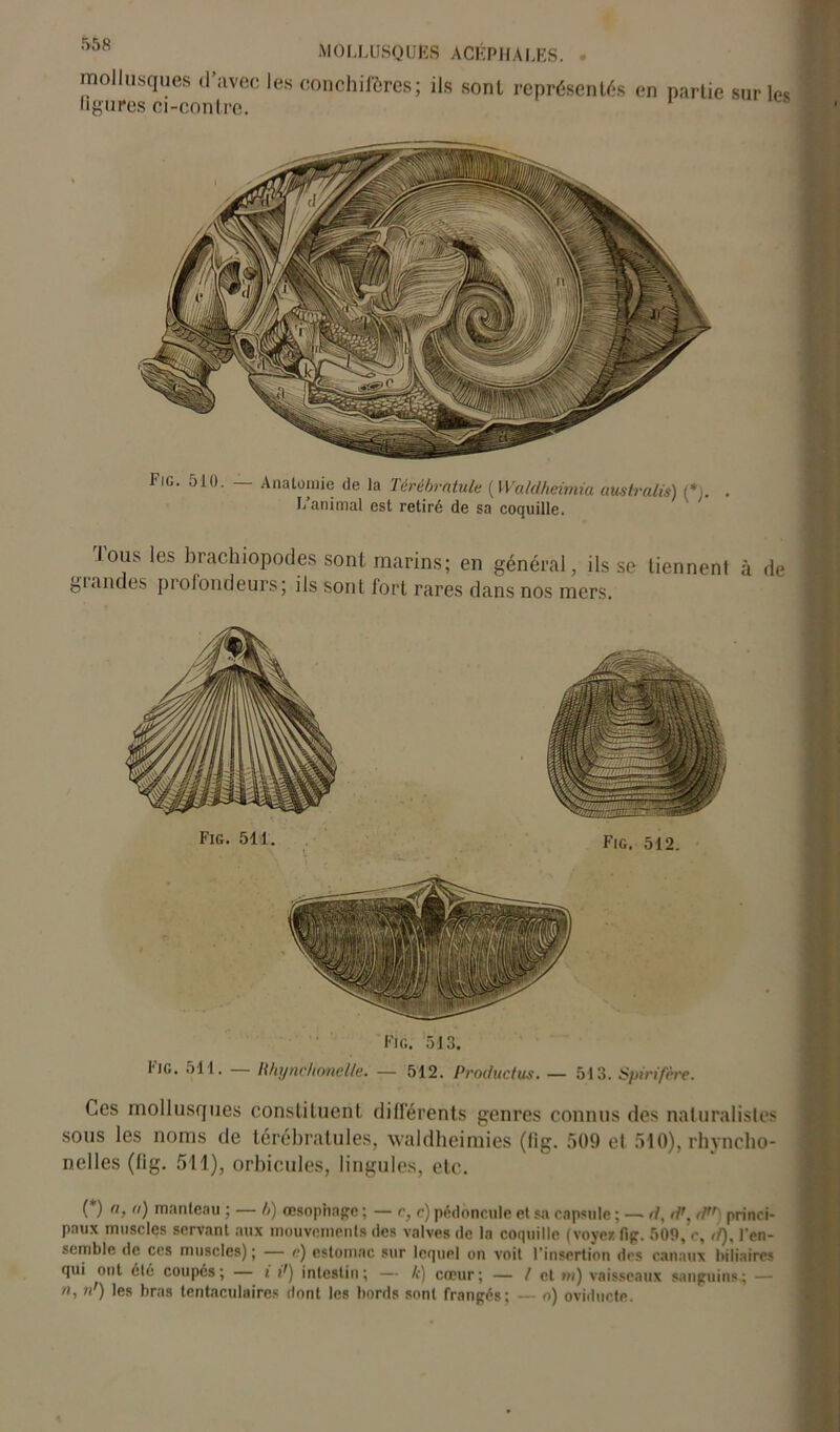 mollusques d’avec les conchifôres; ils sont représentés en partie sur les figures ci-contre. Fig. 510. — Anatomie de la Térébratule ( Waldheimia australis) (*). . L animal est retiré de sa coquille. lous les brachiopodes sont marins; en général, ils se tiennent à de glandes profondeurs; ils sont fort rares dans nos mers. Fig. 513. Fig. 511. — Hhynchonelle. — 512. Producius. — 513. S/nrifère. Ces mollusques constituent différents genres connus des naturalistes sous les noms de térébratules, waldheimies (lig. 509 et 510), rhyncho- nelles (lig. 511), orbicules, lingules, etc. (*) (*) a, a) manteau ; — h) œsophage ; — r, c) pédoncule et sa capsule ; — d, d', d) princi- paux muscles servant aux mouvements des valves de la coquille (voyez fig. 509, e, </), l'en- semble de ces muscles) ; — c) estomac sur lequel on voit l’insertion des canaux biliaires qui ont été coupés; — t d) intestin; — k) cœur; — / et ni) vaisseaux sanguins; — n, nf) les bras tentaculaires dont les bords sont frangés; — o) oviducte.