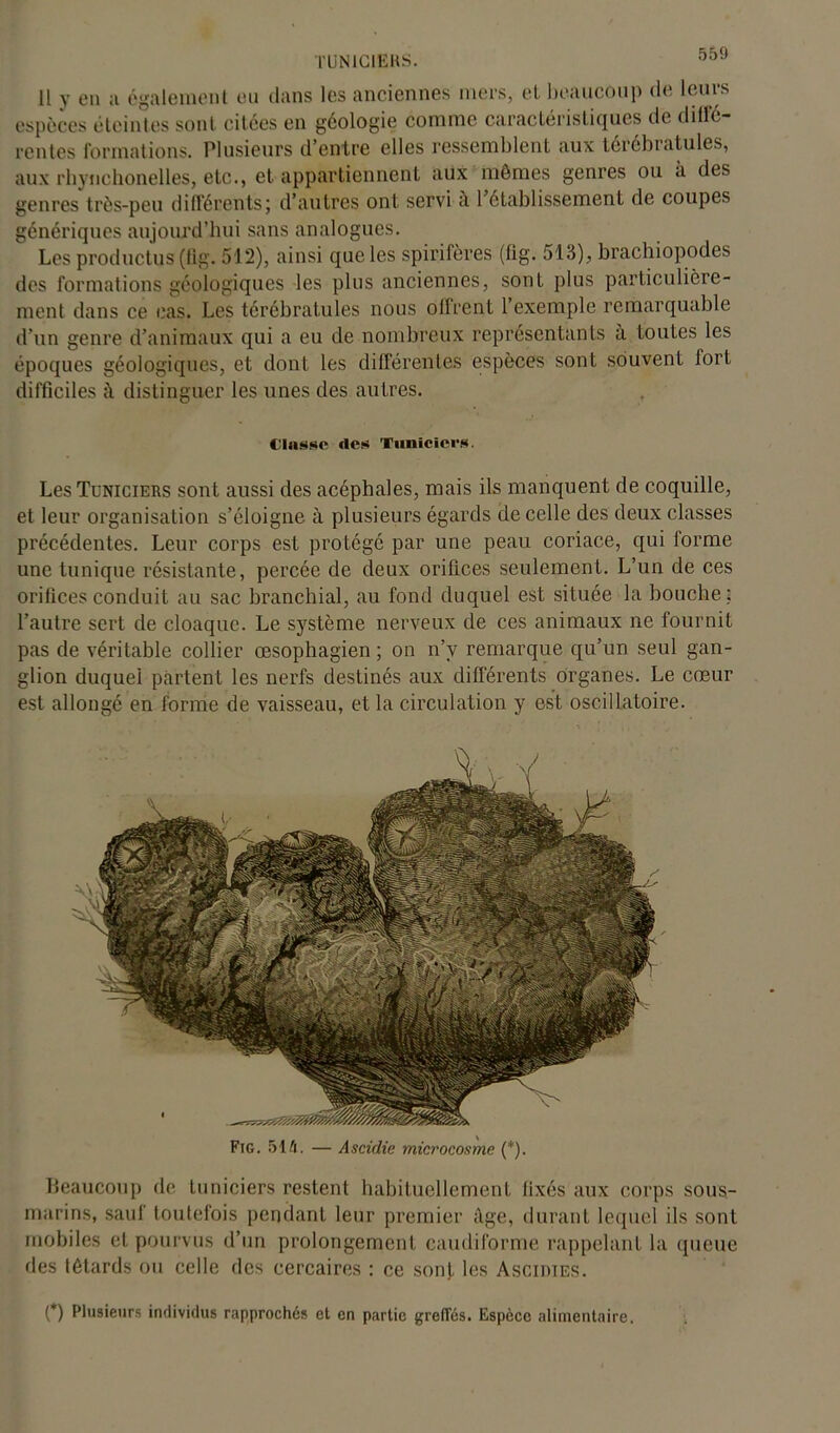 TUN1CIEKS. Il y en a également eu dans les anciennes mers, et beaucoup de leurs espèces éteintes sont citées en géologie comme caractéristiques de diffé- rentes formations. Plusieurs d’entre elles ressemblent aux terébratules, aux rbynchonelles, etc., et appartiennent aux mômes genres ou à des genres très-peu différents; d’autres ont servi à l’établissement de coupes génériques aujourd’hui sans analogues. Les productus (fig. 512), ainsi que les spirifères (lig. 513), brachiopodes des formations géologiques les plus anciennes, sont plus particulière- ment dans ce cas. Les térébratules nous offrent l’exemple remarquable d’un genre d’animaux qui a eu de nombreux représentants à toutes les époques géologiques, et dont les différentes espèces sont souvent lort difficiles à distinguer les unes des autres. Classe «les Tuniciers. Les Tuniciers sont aussi des acéphales, mais ils manquent de coquille, et leur organisation s’éloigne à plusieurs égards de celle des deux classes précédentes. Leur corps est protégé par une peau coriace, qui forme une tunique résistante, percée de deux orifices seulement. L’un de ces orifices conduit au sac branchial, au fond duquel est située la bouche; l’autre sert de cloaque. Le système nerveux de ces animaux ne fournit pas de véritable collier œsophagien ; on n’v remarque qu’un seul gan- glion duquel partent les nerfs destinés aux différents organes. Le cœur est allongé en forme de vaisseau, et la circulation y est oscillatoire. Fig. 514. — Ascidie microcosme (*). Beaucoup de tuniciers restent habituellement fixés aux corps sous- marins, sauf toutefois pendant leur premier âge, durant lequel ils sont mobiles et pourvus d’un prolongement caudiforme rappelant la queue des têtards ou celle des cercaires : ce sont les Ascidies. (*) (*) Plusieurs individus rapprochés et en partie greffés. Espèce alimentaire.