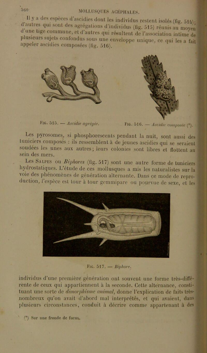 5(i0 Il y a (les espèces d’ascidies dont les individus restent isolés (fie. 5uy d autres qui sont des agrégations d’individus (üg. 515) réunis au moyen d une lige commune, et d’autres qui résultent de l’association intime de plusieurs sujets confondus sous une enveloppe unique, ce qui les a fait appeler ascidies composées (lig. 516). Fig. 515. — Ascidie agrégée. Fig. 516. — Ascidie composée (*). Les pyrosomes, si phosphorescents pendant la nuit, sont aussi des tuniciers composés : ils ressemblent à de jeunes ascidies qui se seraient soudées les unes aux autres; leurs colonies sont libres et flottent au sein des mers. Les Salpes ou Biphores (fig. 517) sont une autre forme de tuniciers hydrostatiques. L’étude de ces mollusques a mis les naturalistes sur la voie des phénomènes de génération alternante. Dans ce mode de repro- duction, l’espèce est tour à tour gemmipare ou pourvue de sexe, et les Fig. 517. — Biphore. individus d’une première génération ont souvent une forme très-diffé- rente de ceux qui appartiennent à la seconde. Cette alternance, consli- tuant une sorte de dimorphisme (mimai, donne l’explication de faits très- nombreux qu’on avait d’abord mal interprétés, cl qui avaient, dans plusieurs circonstances, conduit à décrire comme appartenant des (*) (*) Sur une fronde de fucus.