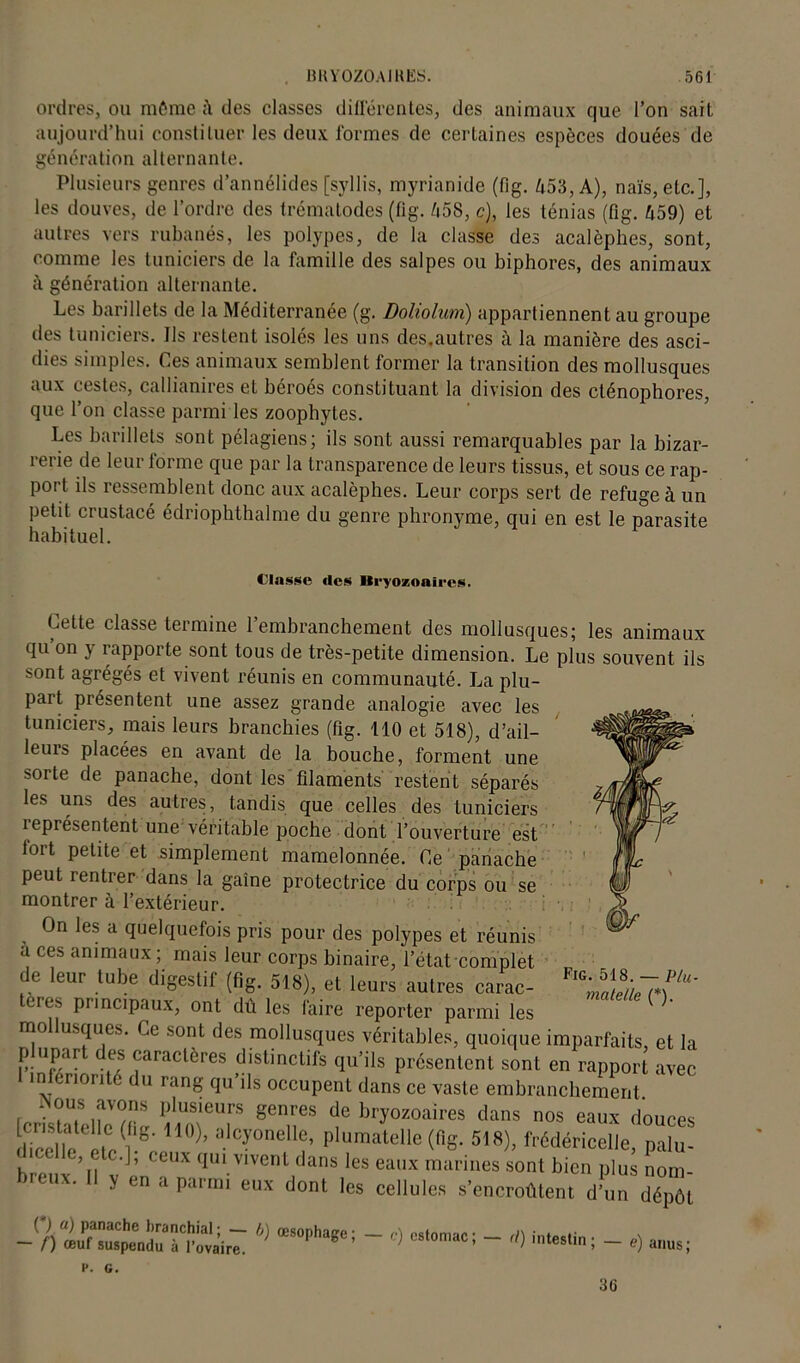 ordres, ou môme des classes différentes, des animaux que l’on sait aujourd’hui constituer les deux formes de certaines espèces douées de génération alternante. Plusieurs genres d’annélides [syllis, myrianide (fig. 453, A), nais, etc.], les douves, de l’ordre des trématodes (fig. 458, c), les ténias (fig. 459) et autres vers rubanés, les polypes, de la classe des acalèphes, sont, comme les tuniciers de la famille des salpes ou biphores, des animaux à génération alternante. Les barillets de la Méditerranée (g. Doliolum) appartiennent au groupe des tuniciers. Ils restent isolés les uns des.autres à la manière des asci- dies simples. Ces animaux semblent former la transition des mollusques aux cestes, callianires et béroés constituant la division des cténophores, que l’on classe parmi les zoophytes. Les barillets sont pélagiens; ils sont aussi remarquables par la bizar- rerie de leur forme que par la transparence de leurs tissus, et sous ce rap- port ils ressemblent donc aux acalèphes. Leur corps sert de refuge à un petit crustacé édriophthalme du genre phronyme, qui en est le parasite habituel. Classe «les Bryozoaires. Cette classe termine 1 embranchement des mollusques; les animaux qu on y rapporte sont tous de très-petite dimension. Le plus souvent ils sont agrégés et vivent réunis en communauté. La plu- part présentent une assez grande analogie avec les tuniciers, mais leurs branchies (fig. 110 et 518), d’ail- leuis placées en avant de la bouche, forment une sorte de panache, dont les filaments restent séparés les uns des autres, tandis que celles des tuniciers îeprésentent une véritable poche dont l’ouverture est fort petite et simplement mamelonnée. Ce panache peut rentrer dans la gaîne protectrice du corps ou se montrer à l’extérieur. On les a quelquefois pris pour des polypes et réunis a ces animaux ; mais leur corps binaire, l’état complet de leur tube digestif (fig. 518), et leurs autres carac- teiej, principaux, ont dû les faire reporter parmi les mo usques. Ce sont des mollusques véritables, quoique imparfaits, et la plupart des caractères distinctifs qu’ils présentent sont en rapport avec intériorité du rang qu’ils occupent dans ce vaste embranchement r T*” l,lusieurs genres de bryozoaires dans nos eaux douces lliceUe te 'l-eceux0)/ plumatclle <nS- «*). «déficelle, palu- , ’ eux qm vivent dans les eaux marines sont bien plus nom- *ux. y en a parmi eux dont les cellules s’encroûtent d’un dépôt *> œS“Ph“5ei - *> ■*—» - <0 - <•> «ms; P. G. Fig. 518. — P/u. mate/le (*). 36