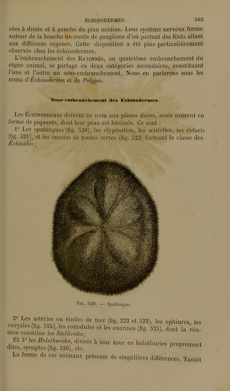 cées à droite et il gauche du plan médian. Leur système nerveux forme autour de la bouche un cercle de ganglions d’où parlent des filets allant aux différents organes. Cette disposition a été plus particulièrement observée chez les échinodermes. L’embranchement des Rayonnés, ou quatrième embranchement du règne animal, se partage en deux catégories secondaires, constituant l’une et l’autre un sous-embranchement. Nous en parlerons sous les noms A’Échinodermes et de Polypes. Sous-embranchement des Échinodermes. Les ÉcniNODERMES doivent ce nom aux pièces dures, assez souvent en lorme de piquants, dont leur peau est hérissée. Ce sont : 1° Les spatangues (fig. 520), les clypéastres, les scutelles, les cidaris (fig. 521), et les oursins de toutes sortes (fig. 522) formant la classe des Echinides ; l'iG. 520. — Spatangue. . 2° Lm astéries ou étoiles de mer (fig. 222 et 523), les ophiures, les euryales (fig. o2ù), les çomatules et les encrincs (fig. 525), dont la réu- nion constitue les Stcllérides; El 3” les Holothurides, divisés à leur tour eu holothuries proprement dites, synaptes (fig. 526), etc. 1 1 La forme de ces animaux présente de singulières différences. Tantôt