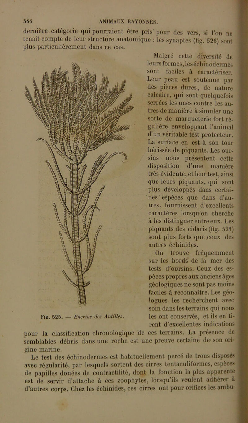 dernière catégorie qui pourraient être pris pour des vers, si l’on ne tenait compte de leur structure anatomique : lessynaptes (fig. 526) sont plus particulièrement dans ce cas. Malgré cette diversité de leurs formes, leséchinodermes sont faciles à caractériser. Leur peau est soutenue par des pièces dures, de nature calcaire, qui sont quelquefois serrées les unes contre les au- tres de manière à simuler une sorte de marqueterie fort ré- gulière enveloppant l’animal d’un véritable test protecteur. La surface en est à son tour hérissée de piquants. Les our- sins nous présentent cette disposition d’une manière très-évidente, et leur test, ainsi que leurs piquants, qui sont plus développés dans certai- nes espèces que dans d’au- tres, fournissent d’excellents caractères lorsqu’on cherche à les distinguer entre eux. Les piquants des cidaris (fig. 521) sont plus forts que ceux des autres échinides. On trouve fréquemment sur les bords de la mer des tests d’oursins. Ceux des es- pèces propres aux anciens âges géologiques ne sont pas moins faciles à reconnaître. Les géo- logues les recherchent avec soin dans les terrains qui nous les ont conservés, et ils en ti- rent d’excellentes indications ces terrains. La présence de semblables débris dans une roche est une preuve certaine de* son ori- Fig. 525. — Encrine des Antilles. pour la classification chronologique de gine marine. Le test des échinodermes est habituellement percé de trous disposés avec régularité, par lesquels sortent des cirres tentaculiformes, espèces de papilles douées de contractilité, dont la fonction la plus apparente est de servir d’attache à ces zoophytes, lorsqu’ils veulent adhérer à d’autres corps. Chez les échinides, ces cirres ont pour orifices les ambu-