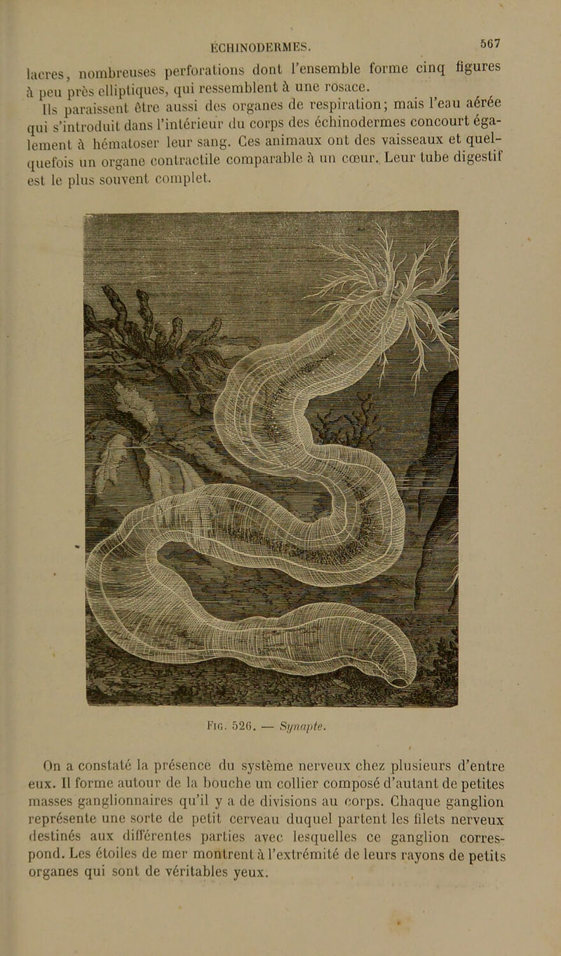 lacres, nombreuses perforations dont l’ensemble forme cinq figures peu près elliptiques, qui ressemblent à une rosace. Ils paraissent être aussi des organes de respiration; mais l’eau aérée qui s’introduit dans l’intérieur du corps des échinodermes concourt éga- lement à hématoser leur sang. Ces animaux ont des vaisseaux et quel- quefois un organe contractile comparable à un coeur. Leur tube digestif est le plus souvent complet. Fig. 52(5. — Synapte. On a constaté la présence du système nerveux chez plusieurs d’entre eux. Il forme autour de la bouche un collier composé d’autant de petites masses ganglionnaires qu’il y a de divisions au corps. Chaque ganglion représente une sorte de petit cerveau duquel partent les filets nerveux destinés aux différentes parties avec lesquelles ce ganglion corres- pond. Les étoiles de mer montrent à l’extrémité de leurs rayons de petits organes qui sont de véritables yeux.