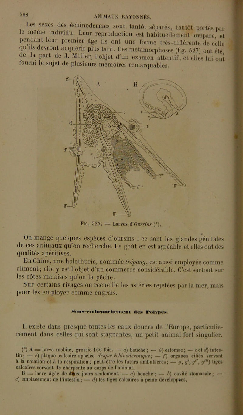 Les sexes des échinodermes sont tantôt séparés, tantôt portés par le même individu. Leur reproduction est habituellement ovipare et pendant leur premier âge ils ont une forme très-différente de celle qu ils devront acquérir plus tard. Ges métamorphoses (fig. 527) ont été de la part de J. Müller, l’objet d’un examen attentif, et elles lui ont lourm le sujet de plusieurs mémoires remarquables. Fig. 527. — Larves d'Oursins (*). » On mange quelques espèces d’oursins : ce sont les glandes génitales de ces animaux qu’on recherche. Le goût en est agréable et elles ont des qualités apéritives. En Chine, une holothurie, nommée trépang, est aussi employée comme aliment; elle y est l’objet d’un commerce considérable. C’est surtout sur les côtes malaises qu’on la pêche. Sur certains rivages on recueille les astéries rejetées par la mer. mais pour les employer comme engrais. MoiiM-iMiibi-nnclHMiicnt «le* Polypes. Il existe dans presque toutes les eaux douces de l’Europe, particuliè- rement dans celles qui sont stagnantes, un petit animal fort singulier. (*) A = larve mobile, grossie IGG fois. — «) bouche; — ùy estomac ; — cet</) intes- tin; — n) plaque calcaire appelée disque èchinodcrmique; — f) organes ciliés servant à la natation et à la respiration; peut-être les futurs ambulacres; — g, g', <f, g') tiges calcaires servant de charpente au corps de l'animal. B = larve âgée de dlux jours seulement. — «) bouche; — />) cavité stomacale; — c) emplacement de l’intestin ; — d) les tiges calcaires à peine développées.