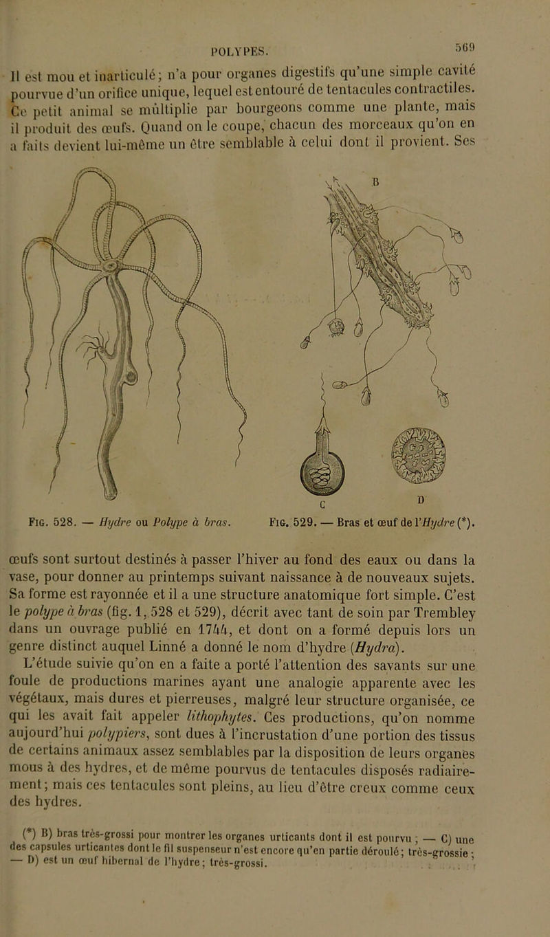 b G 9 Il est mou et inarticulé; n’a pour organes digestifs qu’une simple cavité pourvue d’un orifice unique, lequel est entouré de tentacules conti actilcs. Ce petit animal se multiplie par bourgeons comme une plante, mais il produit des œufs. Quand on le coupe, chacun des morceaux qu’on en a faits devient lui-même un être semblable à celui dont il pro\ient. bcs œufs sont surtout destinés à passer l’hiver au fond des eaux ou dans la vase, pour donner au printemps suivant naissance à de nouveaux sujets. Sa forme est rayonnée et il a une structure anatomique fort simple. C’est le polype a bras (fîg. 1. 528 et 529), décrit avec tant de soin par Trembley dans un ouvrage publié en 17hh, et dont on a formé depuis lors un genre distinct auquel Linné a donné le nom d’hydre (Hydra). L’étude suivie qu’on en a faite a porté l’attention des savants sur une foule de productions marines ayant une analogie apparente avec les végétaux, mais dures et pierreuses, malgré leur structure organisée, ce qui les avait fait appeler lithophytes. Ces productions, qu’on nomme aujourd’hui polypiers, sont dues à l’incrustation d’une portion des tissus de certains animaux assez semblables par la disposition de leurs organes mous à des hydres, et de même pourvus de tentacules disposés radiaire- ment; mais ces tentacules sont pleins, au lieu d’être creux comme ceux des hydres. (*) (*) B) bras très-grossi pour montrer les organes urticants dont il est pourvu ; — C) une des capsules urticantes dont le fil suspenseur n’est encore qu’en partie déroulé; très-grossie • — D) est un œuf hibernal de l’hydre; très-grossi.