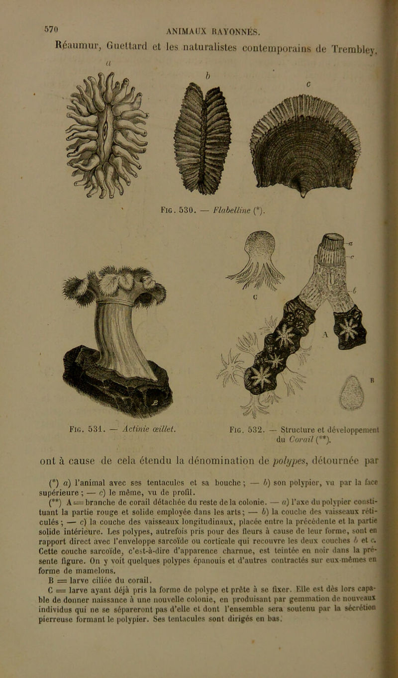 Réaumur, Gueltard el les naturalistes contemporains de Trembley, a b c Fig. 530. — Flabelline (*). Fig. 531. — Actinie œillet. Fig. 532. — Structure et développement du Corail (**). ■' . . ■ 1 ont à cause de cela étendu la dénomination de polypes, détournée par (*) (**) (*) a) l’animal avec ses tentacules et sa bouche ; — b) son polypier, vu par la face supérieure; — c) le môme, vu de profil. (**) A = branche de corail détachée du reste delà colonie. — «) l’axe du polypier consti- tuant la partie rouge et solide employée dans les arts; — b) la couche des vaisseaux réti- culés ; — c) la couche des vaisseaux longitudinaux, placée entre la précédente et la partie solide intérieure. Les polypes, autrefois pris pour des fieurs à cause de leur forme, sont en rapport direct avec l’enveloppe sarcoïde ou corticale qui recouvre les deux couches b et c. j Cette couche sarcoïde, c’est-à-dire d’apparence charnue, est teintée en noir dans la pré- : sente figure. On y voit quelques polypes épanouis et d’autres contractés sur eux-mêmes en ; forme de mamelons. B = larve ciliée du corail. C = larve ayant déjà pris la forme de polype et prête à se fixer. Elle est dès lors capa- ble de donner naissance à une nouvelle colonie, en produisant par gemmation de nouveaux individus qui ne se sépareront pas d’elle et dont l’ensemble sera soutenu par la sécrétion pierreuse formant le polypier. Ses tentacules sont dirigés en bas.