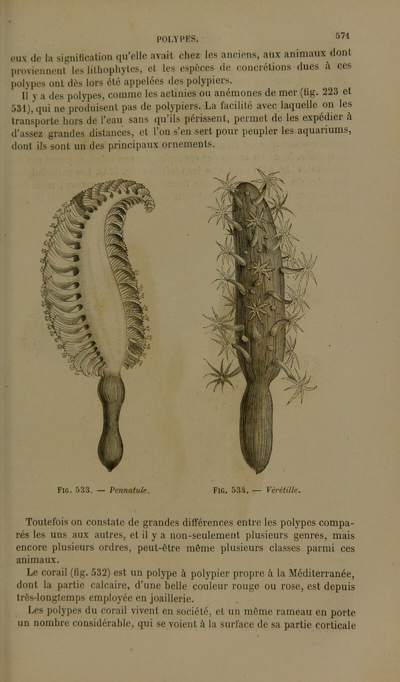 eux de la signification qu’elle avait chez les anciens, aux animaux dont proviennent5 les lithophytes, et les espèces de concrétions dues à ces polypes ont dès lors été appelées des polypiers. Il y a des polypes, comme les actinies ou anémones de mer (fig. 223 et 531), qui ne produisent pas de polypiers. La facilité avec laquelle on les transporte hors de l’eau sans qu’ils périssent, permet de les expédier à d’assez grandes distances, et l’on s’en sert pour peupler les aquariums, dont ils sont un des principaux ornements. Fig. 533. — Pennatule. Fig. 534. — Vérètille. Toutefois on constate de grandes différences entre les polypes compa- rés les uns aux autres, et il y a non-seulement plusieurs genres, mais encore plusieurs ordres, peut-être même plusieurs classes parmi ces animaux. Le corail (fig. 532) est un polype à polypier propre à la Méditerranée, dont la partie calcaire, d’une belle couleur rouge ou rose, est depuis très-longtemps employée en joaillerie. Les polypes du corail vivent en société, et un même rameau en porte un nombre considérable, qui se voient à la surface de sa partie corticale