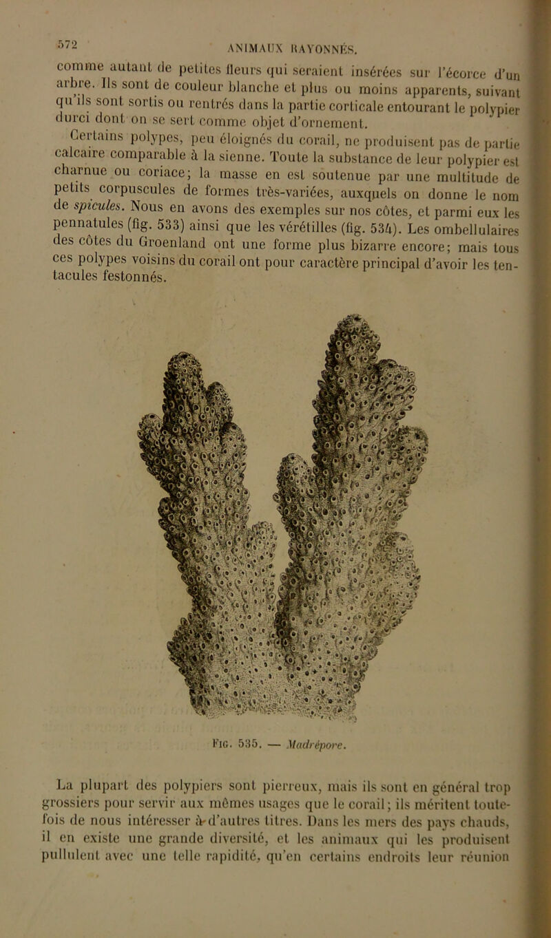 comme autant de petites fleurs qui seraient insérées sur l’écorce d’un arbre. Ils sont de couleur blanche et plus ou moins apparents, suivant cju ils sont sortis ou rentrés dans la partie corticale entourant le polypier durci dont on se sert comme objet d’ornement. Certains polypes, peu éloignés du corail, ne produisent pas de partie calcaire comparable à la sienne. Toute la substance de leur polypier est charnue ou coriace; la masse en est soutenue par une multitude de petits corpuscules de formes très-variées, auxquels on donne le nom de spiculés. Nous en avons des exemples sur nos côtes, et parmi eux les pennatules (fig. 533) ainsi que les vérétilles (fig. 534). Les ombellulaires des côtes du Groenland ont une forme plus bizarre encore; mais tous ces polypes voisins du corail ont pour caractère principal d’avoir les ten- tacules festonnés. La plupart des polypiers sont pierreux, mais ils sont en général trop grossiers pour servir aux mômes usages que le corail; ils méritent toute- fois de nous intéresser d’autres titres. Dans les mers des pays chauds, il en existe une grande diversité, et les animaux qui les produisent pullulent avec une telle rapidité, qu’en certains endroits leur réunion