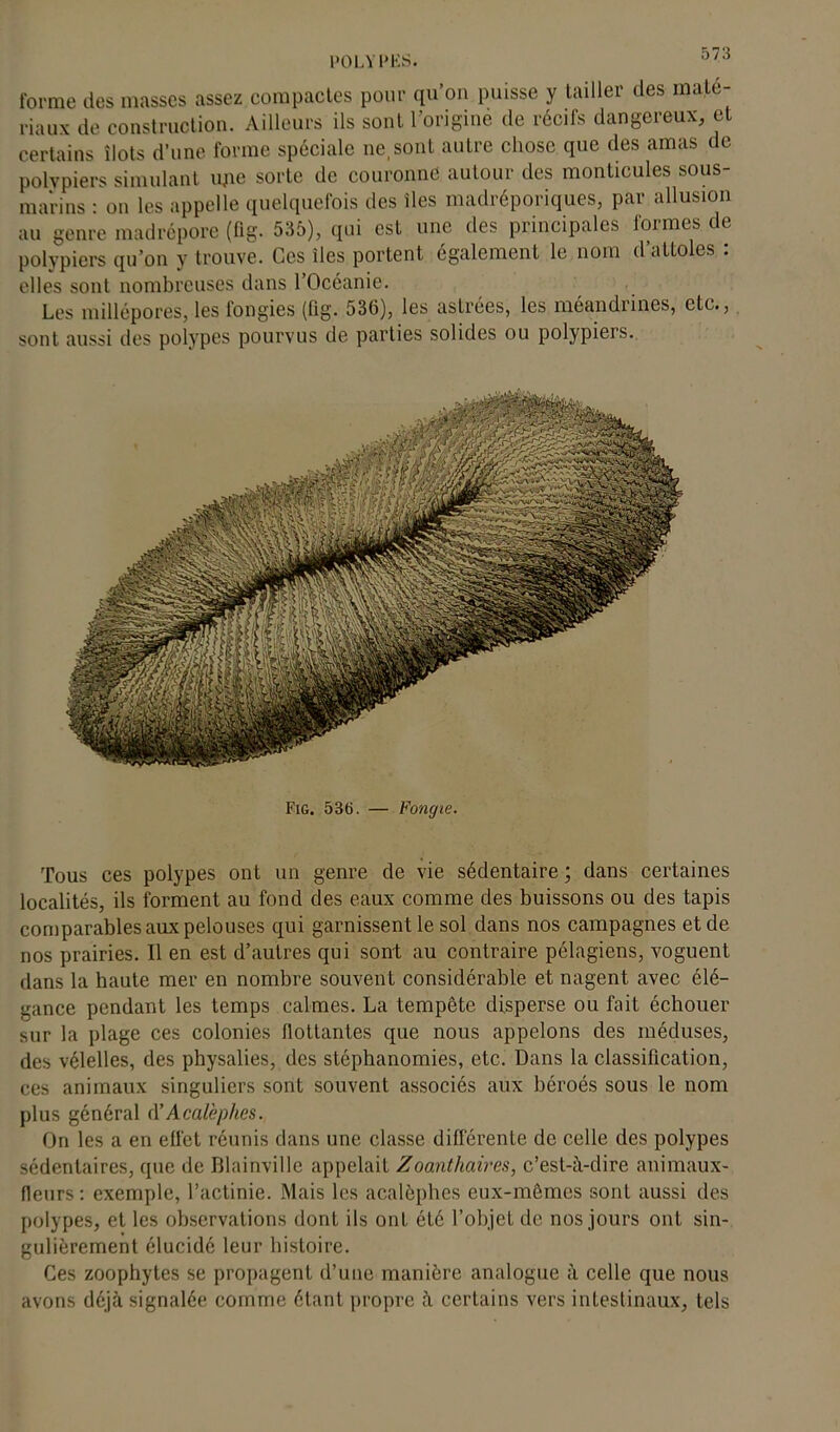 5 7 3 POLYPES. forme des masses assez compactes pour qu’on puisse y tailler des maté- riaux de construction. Ailleurs ils sont l’origine de récifs dangereux, et certains îlots d'une forme spéciale ne, sont autre chose que des amas de polypiers simulant une sorte de couronne autour des monticules sous- marins : on les appelle quelquefois îles îles madréporiques, par allusion au genre madrépore (fig. 535), qui est une des principales formes de polypiers qu’on y trouve. Ces îles portent également le nom d’attoles : elles sont nombreuses dans l’Océanie. Les millépores, les fongies (fig. 536), les astrées, les méandrines, etc., sont aussi des polypes pourvus de parties solides ou polypiers. Fig. 53b. — Fongie. Tous ces polypes ont un genre de vie sédentaire ; dans certaines localités, ils forment au fond des eaux comme des buissons ou des tapis comparables aux pelouses qui garnissent le sol dans nos campagnes et de nos prairies. Il en est d’autres qui sont au contraire pélagiens, voguent dans la haute mer en nombre souvent considérable et nagent avec élé- gance pendant les temps calmes. La tempête disperse ou fait échouer sur la plage ces colonies flottantes que nous appelons des méduses, des vélelles, des physalies, des stéphanomies, etc. Dans la classification, ces animaux singuliers sont souvent associés aux béroés sous le nom plus général d’Acalèphes. On les a en effet réunis dans une classe différente de celle des polypes sédentaires, que de Blainvillc appelait Zoanthaires, c’est-à-dire animaux- fleurs: exemple, l’actinie. Mais les acalèphes eux-mêmes sont aussi des polypes, et les observations dont ils ont été l’objet de nos jours ont sin- gulièrement élucidé leur histoire. Ces zoophytes se propagent d’une manière analogue à celle que nous avons déjà signalée comme étant propre à certains vers intestinaux, tels