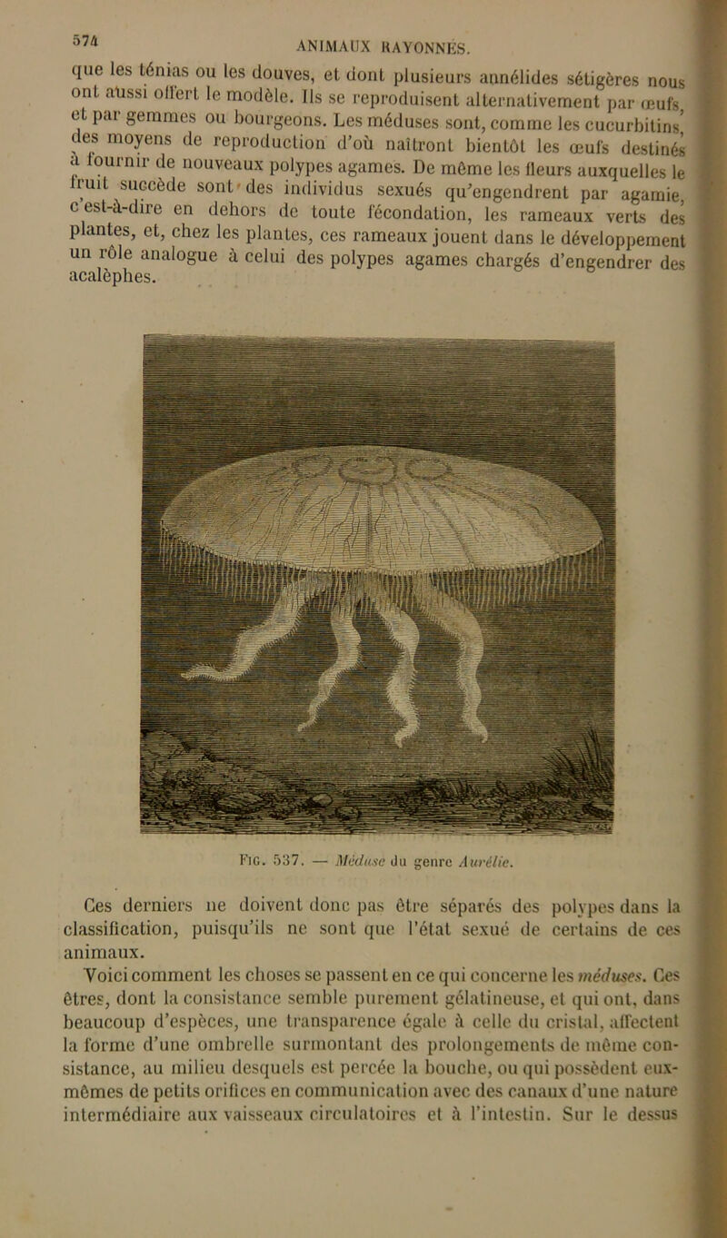 que les ténias ou les douves, et dont plusieurs annélides sétigères nous ont aussi ollerL le modèle. Ils se reproduisent alternativement par œufs et par gemmes ou bourgeons. Les méduses sont, comme les cucurbitins> des moyens de reproduction d’où naîtront bientôt les œufs destinés a lournir de nouveaux polypes agames. De môme les Heurs auxquelles le Iruil succède sont'des individus sexués qu’engendrent par agamie, c est-à-dire en dehors de toute fécondation, les rameaux verts des plantes, et, chez les plantes, ces rameaux jouent dans le développement un rôle analogue à celui des polypes agames chargés d’engendrer des acalèphes. Ces derniers 11e doivent donc pas ôtre séparés des polypes dans la classification, puisqu’ils ne sont que l’état sexué de certains de ces animaux. Voici comment les choses se passent en ce qui concerne les méduses. Ces êtres, donl la consistance semble purement gélatineuse, et qui ont, dans beaucoup d’espèces, une transparence égale à celle du crislal, affectent la forme d’une ombrelle surmontant des prolongements de même con- sistance, au milieu desquels est percée la bouche, ou qui possèdent eux- mômes de petits orilices en communication avec des canaux d’une nature intermédiaire aux vaisseaux circulatoires et h l’intestin. Sur le dessus