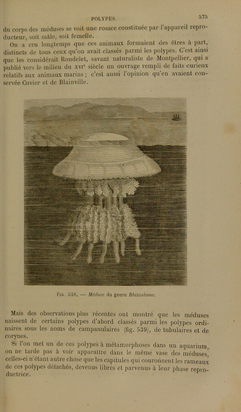 du corps des méduses se voit une rosace constituée par l’appareil repro- ducteur, soit mâle, soit femelle. On a cru longtemps que ces animaux formaient des êtres à part, distincts de tous ceux qu on avait classes parmi les polypes. G est ainsi que les considérait Rondelet, savanL naturaliste de Montpellier, qui a publié vers le milieu du xvic siècle un ouvrage rempli de faits curieux relatifs aux animaux marins ; c’est aussi l’opinion qu’en avaient con- servée Cuvier et de Blainville. Fig. 538. — Méduse du genre Rliizostome. Mais des observations plus récentes ont montré que les méduses naissent de certains polypes d’abord classés parmi les polypes ordi- naires sous les noms de campanulaires (fig. 539), de tubulaires et de corynes. Si l’on met un de ces polypes à métamorphoses dans un aquarium, on ne tarde pas à voir apparaître dans le meme vase des méduses7 celles-ci n’étant autre chose que les capitules qui couronnent les rameaux de ces polypes détachés, devenus libres et parvenus â leur phase, repro- ductrice.