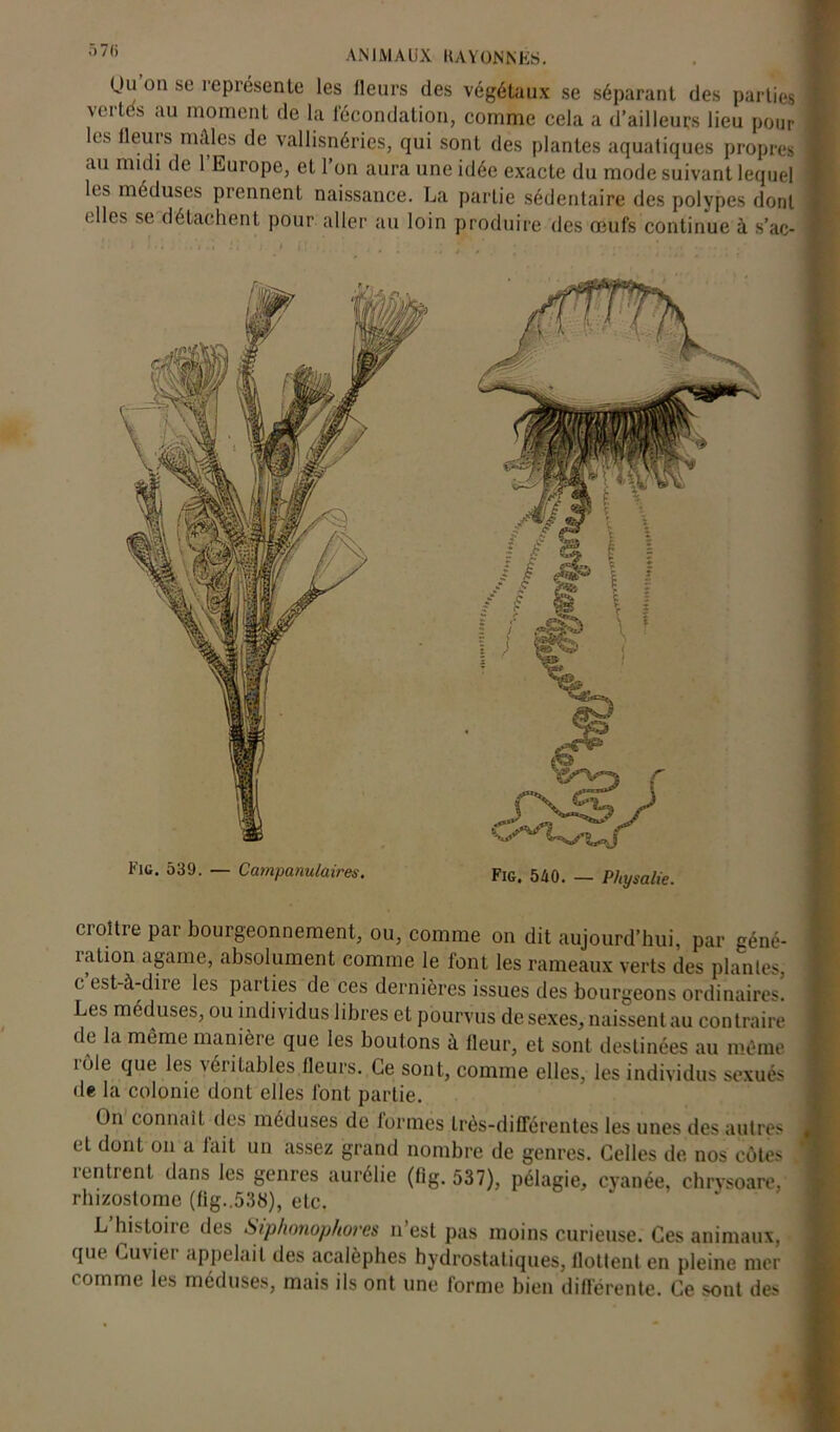 a/,) ANIMAUX KAY ON N ES. Uu’ou se représente les fleurs des végétaux se séparant des parties vertes au moment de la fécondation, comme cela a d’ailleurs lieu pour les fleurs mâles de vallisnéries, qui sont des plantes aquatiques propres au midi de l’Europe, et l’on aura une idée exacte du mode suivant lequel les méduses prennent naissance. La partie sédentaire des polypes dont elles se détachent pour aller au loin produire des œufs continue à s’ac- Fiu. 539. — Campanulaires. Fig. 540. — Physalie. croître par bourgeonnement, ou, comme on dit aujourd’hui, par géné- lation agame, absolument comme le font les rameaux verts des plantes, c est-à-diie les parties de ces dernières issues des bourgeons ordinaires. Les méduses, ou individus libres et pourvus de sexes, naissent au contraire de la même manière que les boutons à fleur, et sont destinées au môme îole que les véritables.fleurs. Ce sont, comme elles, les individus sexués de la colonie dont elles font partie. On connaît des méduses de formes très-différentes les unes des autres et dont on a lait un assez grand nombre de genres. Celles de nos côtes rentrent dans les genres aurélie (fig. 537), pélagie, cyanée, chrysoare, rhizoslomc (fig..538), etc. L histoire des Siphonophores n’est pas moins curieuse. Ces animaux, que Cuvier appelait des acalèphes hydrostatiques, flottent en pleine mer comme les méduses, mais ils ont une forme bien différente. Ce sont des