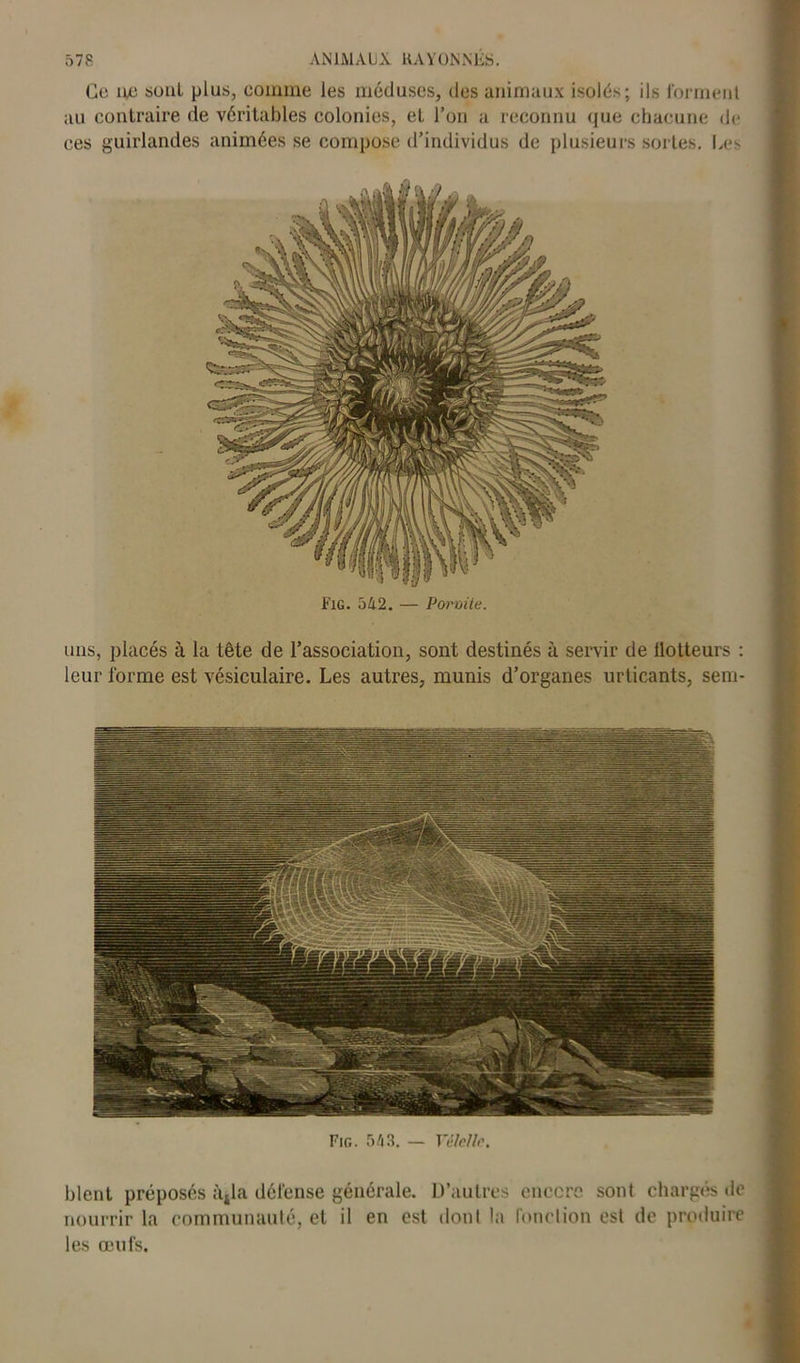 Go ne sont plus, comme les méduses, des animaux isolés; ils forment au contraire de véritables colonies, el l’on a reconnu que chacune de ces guirlandes animées se compose d’individus de plusieurs sortes. Les uns, placés à la tête de l’association, sont destinés à servir de llotteurs : leur forme est vésiculaire. Les autres, munis d’organes urlicants, sem- Fig. 543. — Yèlcllo. Lient préposés a4la défense générale. D’autres encore sont chargés de nourrir la communauté, et il en est dont la fonction est de produire les œufs.