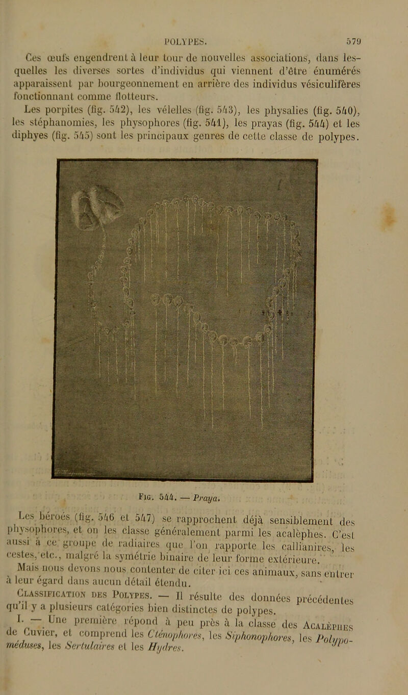 Ces œufs engendrent à leur tour de nouvelles associations, dans les- quelles les diverses sortes d’individus qui viennent d’étre énumérés apparaissent par bourgeonnement en arrière des individus vésiculii’ères fonctionnant comme llotteurs. Les porpiles (fig. 542), les vélelles (flg. 543), les physalies (fig. 540), les stéphanomies, les physophores (fig. 541), les prayas (fig. 544) et les diphyes (fig. 545) sont les principaux genres de cette classe de polypes. Les. béroés. (fig, 546 et 547) se rapprochent déjà sensiblement des physophores, et on les classe généralement parmi les acalèphes. C’esl aussi a ce groupe de radiaires que l’on rapporte les callianires, les • •estes, etc., malgré la symétrie binaire de leur forme extérieure. Mais nous devons nous contenter de citer ici ces animaux, sans entrer à leur égard dans aucun détail étendu. Classification des Polypes. — Il résulte des données précédentes qu n y a plusieurs catégories bien distinctes de polypes. I. - Une première répond a peu près à la classe des Acaièpues de Cuvier, et comprend les Cténophores, les Siphonophores, les Polvm- mcduses, les Scrtulaires et les Hydres. J
