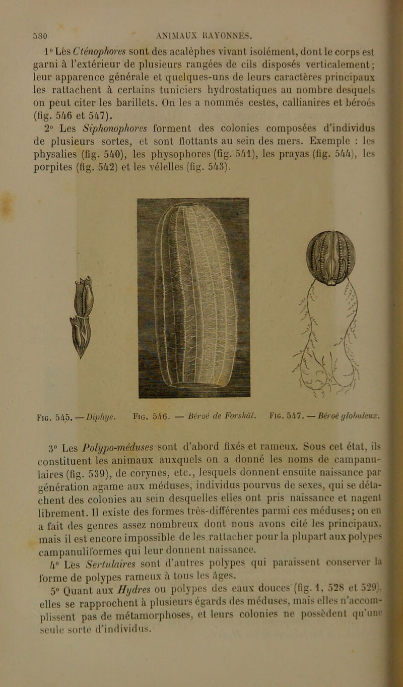 1° Lés Cténophores sont des acalèphes vivant isolément, dont le corps est garni A l’extérieur de plusieurs rangées de cils disposés verticalement; leur apparence générale et quelques-uns de leurs caractères principaux les rattachent à certains tuniciers hydrostatiques au nombre desquels on peut citer les barillets. On les a nommés cestes, callianires et béroés (fig. 546 et 547). 2° Les Siphonophorcs forment des colonies composées d’individus de plusieurs sortes, et sont flottants au sein des mers. Exemple : les physalies (fig. 560), les physophores (fig. 561), les prayas (fig. 566;, les porpiles (fig. 542) et les vélelles (fig. 543). Fig. 545.—Diphye. Fig. 5/i6. — Bitroé de Forskül. Fig. 547. — Bêroé globuleux. 3° Les Polypo-méduses sont d’abord fixés et rameux. Sous cet état, ils constituent les animaux auxquels on a donné les noms de cainpanu- laires(fig. 539), de corynes, etc., lesquels donnent ensuite naissance par génération agame aux méduses, individus pourvus de sexes, qui se déta- chent des colonies au sein desquelles elles ont pris naissance et nagent librement. Il existe des formes très-différentes parmi ces méduses; on en a fait des genres assez nombreux dont nous avons cité les principaux, mais il est encore impossible de les rattacher pour la plupart aux polypes campanulil'ormes qui leur donnent naissance. 4° Les Sertulaires sont d’autres polypes qui paraissent conserver la forme de polypes rameux A tous les Ages. 5° Quant aux Hydres ou polypes des eaux douces (fig. 1, 528 et 529). elles se rapprochent à plusieurs égards des méduses, mais elles n’accom- plissent pas de métamorphoses, et leurs colonies ne possèdent qu’une seule sorte d’individus. -