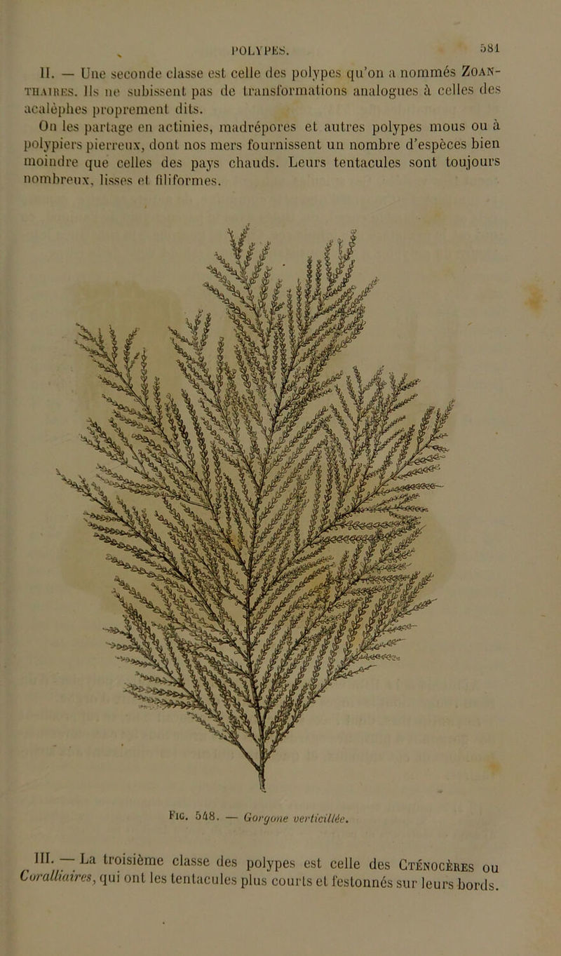 II. — Une seconde classe est celle des polypes qu’on a nommés Zoan- thaires. Ils ne subissent pas de transformations analogues à celles des acalèphes proprement dits. On les partage en actinies, madrépores et autres polypes mous ou à polypiers pierreux, dont nos mers fournissent un nombre d’espèces bien moindre que celles des pays chauds. Leurs tentacules sont toujours nombreux, lisses et filiformes. tic. 548. — Gorgone verticillée. ,.La troisième classe des polypes est celle des Cténocères ou Coratliaires, qui ont les tentacules plus courts et festonnés sur leurs bords.