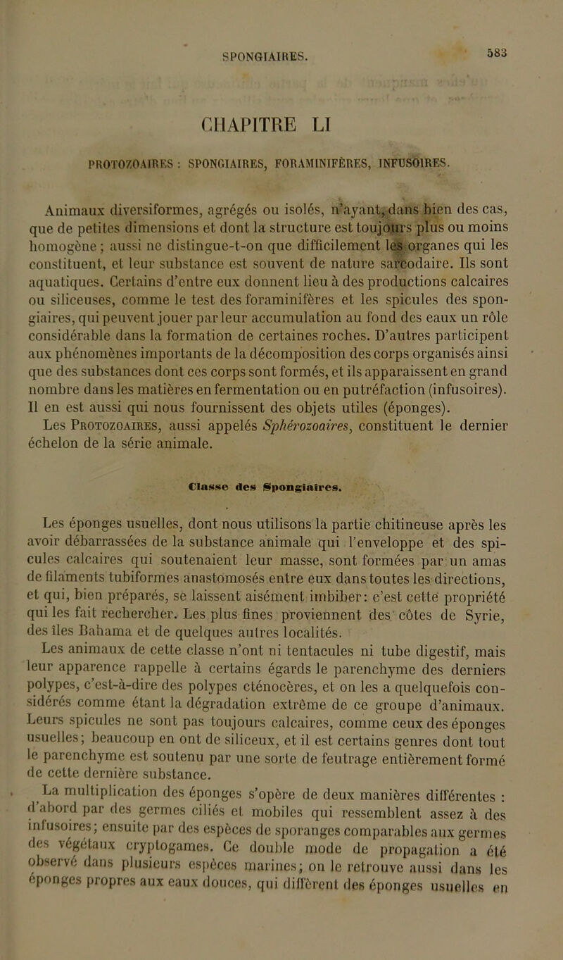 SPONGIAIRES. CHAPITRE LT PROTOZOAIRES : SPONGIAIRES, FORAMINIFÈRES, INFUSOIRES. Animaux diversiformes, agrégés ou isolés, n’ayant, dans bien des cas, que de petites dimensions et dont la structure est toujours plus ou moins homogène ; aussi ne distingue-t-on que difficilement les organes qui les constituent, et leur substance est souvent de nature sarcodaire. Ils sont aquatiques. Certains d’entre eux donnent lieu à des productions calcaires ou siliceuses, comme le test des foraminifères et les spiculés des spon- giaires, qui peuvent jouer parleur accumulation au fond des eaux un rôle considérable dans la forma tion de certaines roches. D’autres participent aux phénomènes importants de la décomposition des corps organisés ainsi que des substances dont ces corps son t formés, et ils apparaissent en grand nombre dans les matières en fermentation ou en putréfaction (infusoires). Il en est aussi qui nous fournissent des objets utiles (éponges). Les Protozoaires, aussi appelés Sphérozoaires, constituent le dernier échelon de la série animale. Classe des Spongiaires. Les éponges usuelles, dont nous utilisons là partie chitineuse après les avoir débarrassées de la substance animale qui l’enveloppe et des spi- culés calcaires qui soutenaient leur masse, sont formées par un amas de filaments tubiformes anastomosés entre eux dans toutes les directions, et qui, bien préparés, se laissent aisément imbiber: c’est cette propriété qui les fait rechercher. Les plus fines proviennent des côtes de Syrie, des îles Bahama et de quelques autres localités. Les animaux de cette classe n’ont ni tentacules ni tube digestif, mais leur apparence rappelle à certains égards le parenchyme des derniers polypes, c’est-à-dire des polypes clénocères, et on les a quelquefois con- sidérés comme étant la dégradation extrême de ce groupe d’animaux. Leurs spiculés ne sont pas toujours calcaires, comme ceux des éponges usuelles; beaucoup en ont de siliceux, et il est certains genres dont tout le parenchyme est soutenu par une sorte de feutrage entièrement formé de cette dernière substance. La multiplication des éponges s’opère de deux manières différentes : d abord par des germes ciliés et mobiles qui ressemblent assez à des infusoires; ensuite par des espèces de sporanges comparables aux germes des végétaux cryptogames. Ce double mode de propagation a été observé dans plusieurs espèces marines; on le retrouve aussi dans les éponges propres aux eaux douces, qui diffèrent des éponges usuelles en