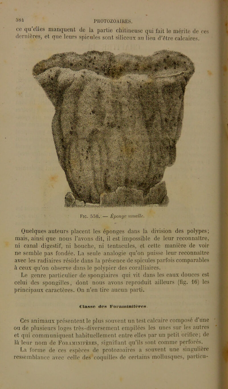 58 4 PROTOZOAIRES. ce qu elles manquent de la partie chitineuse qui fait le mérite de ces dernières, et que leurs spiculés sont siliceux au lieu d’ôtre calcaires. Fig. 550. — Éponge usuelle. Quelques auteurs placent les éponges dans la division des polypes; mais, ainsi que nous l’avons dit, il est impossible de leur reconnaître, ni canal digestif, ni bouche, ni tentacules, et cette manière de voir ne semble pas fondée. La seule analogie qu’on puisse leur reconnaître avec les ra'diaires réside dans la présence de spiculés parfois comparables à ceux qu’on observe dans le polypier des coralliaires. Le genre particulier de spongiaires qui vit dans les eaux douces est celui des spongilles, dont nous avons reproduit ailleurs (fig. 16) les principaux caractères. On n’en tire aucun parti. ('lasse «les roramlnifères Ces animaux présentent le plus souvent un lest calcaire composé d’une ou de plusieurs loges très-diversement empilées les unes sur les autres et qui communiquent habituellement entre elles par un petit orifice; de là leur nom de Fohaminïfères, signifiant qu’ils sont comme perforés. La forme de ces espèces de protozoaires a souvent une singulière ressemblance avec celle des roquilles de certains mollusques, particu-