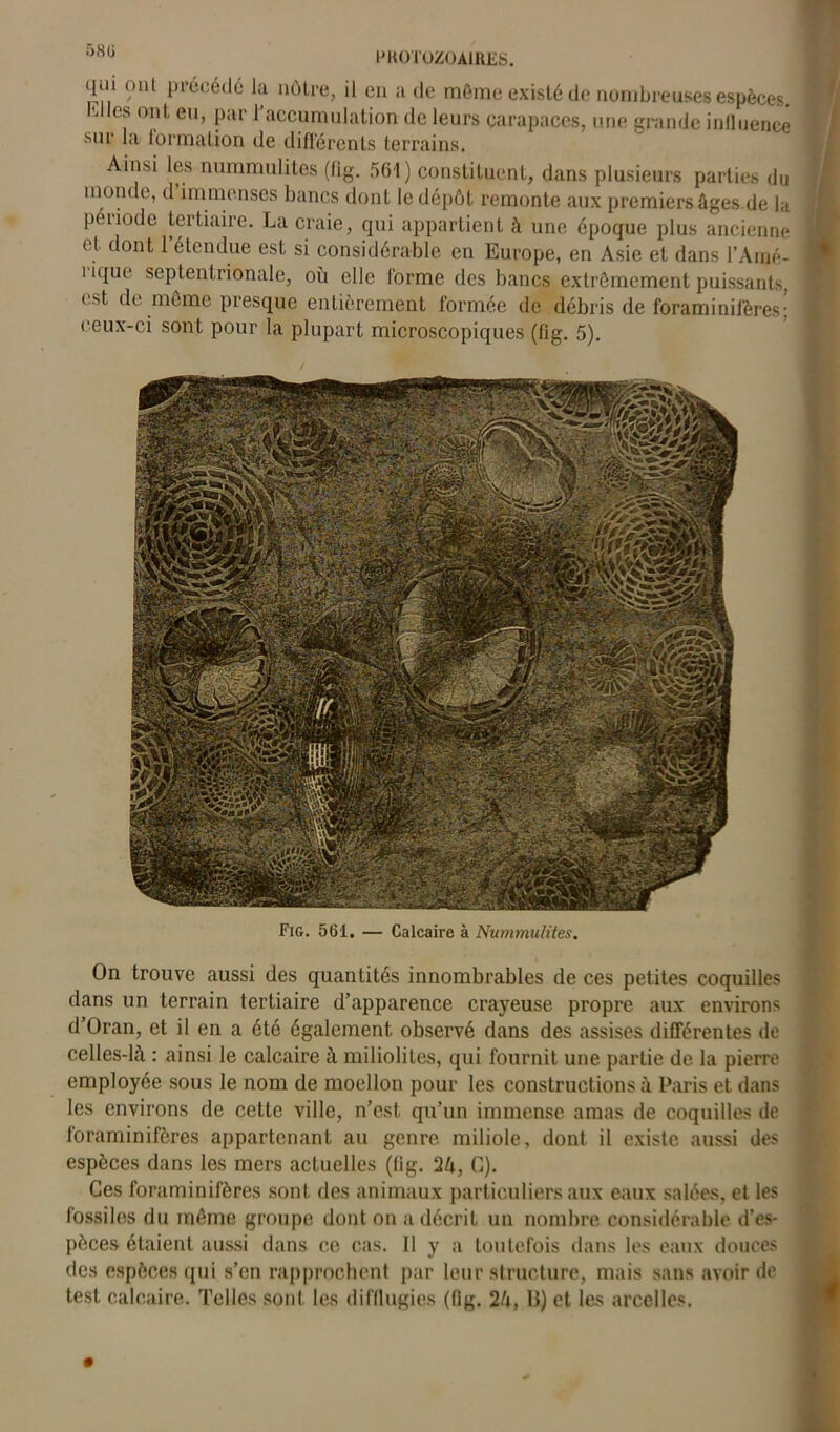 qui ont précédé la nôtre, il en a de même existé de nombreuses espèces. 'J ^ ont eu> Par * accumulation de leurs carapaces, une grande influence sur la formation de différents terrains. Ainsi les nummulites (fig. 561) constituent, dans plusieurs parties du monde, d immenses bancs dont le dépôt remonte aux premiers âges de la période tertiaire. La craie, qui appartient à une époque plus ancienne et dont P étendue est si considérable en Europe, en Asie et dans l’Anjé- i ique septentrionale, où elle forme des bancs extrêmement puissants, < si, de même presque entièrement formée de débris de foraminifères; ceux-ci sont pour la plupart microscopiques (fig. 5). Fig. 561. — Calcaire à Nummulites. On trouve aussi des quantités innombrables de ces petites coquilles dans un terrain tertiaire d’apparence crayeuse propre aux environs d’Oran, et il en a été également observé dans des assises différentes de celles-là : ainsi le calcaire à miliolites, qui fournit une partie de la pierre employée sous le nom de moellon pour les constructions à Paris et dans les environs de cette ville, n’est qu’un immense amas de coquilles de foraminifères appartenant au genre miliole, dont il existe aussi des espèces dans les mers actuelles (fig. C). Ces foraminifères sont des animaux particuliers aux eaux salées, et les fossiles du môme groupe dont on a décrit un nombre considérable d’es- pèces étaient aussi dans ce cas. Il y a toutefois dans les eaux douces des espèces qui s’en rapprochent par leur structure, mais sans avoir de test calcaire. Telles soid, les difflugies (fig. 2h, IJ) et les arcelles.