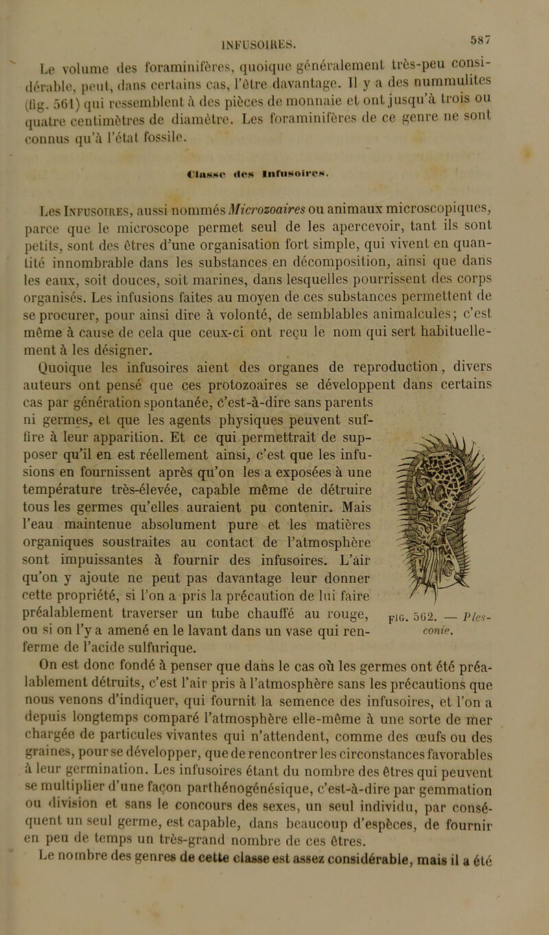 INFUSOIRES. Le volume des foraminifères, quoique généralement très-peu consi- dérable, peut, dans certains cas, l’être davantage. 11 y a des nummulites pi g. 561) qui ressemblent à des pièces de monnaie et ont jusqu’à trois ou quatre centimètres de diamètre. Les foraminifères de ce genre ne sont connus qu’à l’état fossile. «les Infusoires. Les Infusoires, aussi nommés Microzoaires ou animaux microscopiques, parce que le microscope permet seul de les apercevoir, tant ils sont petits, sont des êtres d’une organisation fort simple, qui vivent en quan- tité innombrable dans les substances en décomposition, ainsi que dans les eaux, soit douces, soit marines, dans lesquelles pourrissent des corps organisés. Les infusions faites au moyen de ces substances permettent de se procurer, pour ainsi dire à volonté, de semblables animalcules; c’est même à cause de cela que ceux-ci ont reçu le nom qui sert habituelle- ment à les désigner. Quoique les infusoires aient des organes de reproduction, divers auteurs ont pensé que ces protozoaires se développent dans certains cas par génération spontanée, C’est-à-dire sans parents ni germes, et. que les agents physiques peuvent suf- fire à leur apparition. Et ce qui permettrait de sup- poser qu’il en est réellement ainsi, c’est que les infu- sions en fournissent après qu’on les a exposées à une température très-élevée, capable même de détruire tous les germes qu’elles auraient pu contenir. Mais l’eau maintenue absolument pure et les matières organiques soustraites au contact de l’atmosphère sont impuissantes à fournir des infusoires. L’àir qu’on y ajoute ne peut pas davantage leur donner cette propriété, si l’on a pris la précaution de lui faire préalablement traverser un tube chauffé au rouge, ou si on l’y a amené en le lavant dans un vase qui ren- ferme de l’acide sulfurique. On est donc fondé à penser que dans le cas où les germes ont été préa- lablement détruits, c’est l’air pris à l’atmosphère sans les précautions que nous venons d’indiquer, qui fournit la semence des infusoires, et l’on a depuis longtemps comparé l’atmosphère elle-même à une sorte de mer chargée de particules vivantes qui n’attendent, comme des œufs ou des graines, pour se développer, que de rencontrer les circonstances favorables à leur germination. Les infusoires étant du nombre des êtres qui peuvent se multiplier d’une façon parthénogénésique, c’est-à-dire par gemmation ou division et sans le concours des sexes, un seul individu, par consé- quent un seul germe, est capable, dans beaucoup d’espèces, de fournir en peu de temps un très-grand nombre de ces êtres. Le nombre des genres de cette classe est assez considérable, mais il a été piG. 5Ü2. — conie. Pics-