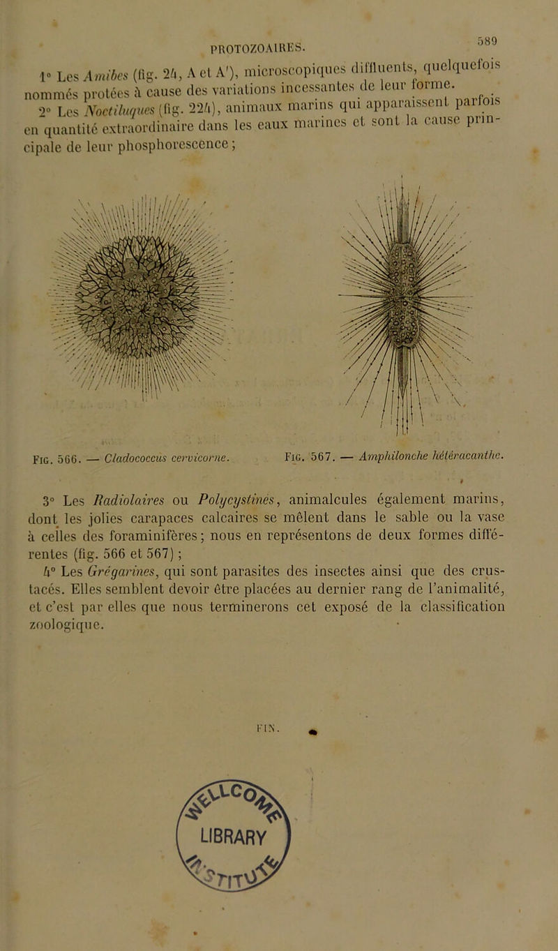 protozoaires. ,)89 1» Les Amibes (flg. 2/., A et A'), microscopiques diffluents quelquefois nommés protées à cause des variations incessantes de leur forme. . 2° Les Noctiluques (fig. 224), animaux marins qui appaiaissent pa . en quantité extraordinaire dans les eaux marines et sont la cause prin- cipale de leur phosphorescence ; Fig. 5G6. — Cladococcus cervicorne. Fig. 567. — Ampliilonche héiéracanthe. 3° Les Radiolaires ou Polycystines, animalcules également marins, dont les jolies carapaces calcaires se mêlent dans le sable ou la vase à celles des foraminifères ; nous en représentons de deux formes diffé- rentes (fig. 566 et 567) ; k° Les Grégarines, qui sont parasites des insectes ainsi que des crus- tacés. Elles semblent devoir être placées au dernier rang de l’animalité, et c’est par elles que nous terminerons cet exposé de la classification zoologique. FIN.