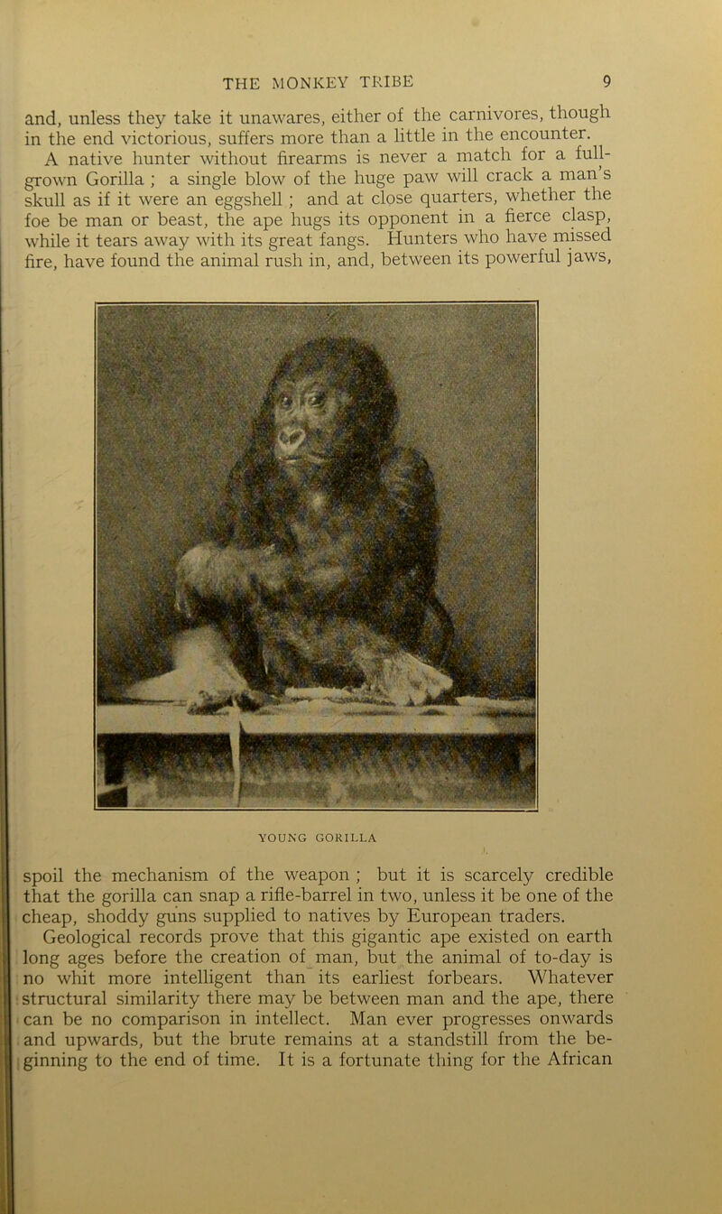 and, unless they take it unawares, either of the carnivores, though in the end victorious, suffers more than a little in the encounter. A native hunter without firearms is never a match for a full- grown Gorilla ; a single blow of the huge paw will crack a man s skull as if it were an eggshell; and at close quarters, whether the foe be man or beast, the ape hugs its opponent in a fierce clasp, while it tears away with its great fangs. Hunters who have missed fire, have found the animal rush in, and, between its powerful jaws, YOUNG GORILLA spoil the mechanism of the weapon ; but it is scarcely credible that the gorilla can snap a rifle-barrel in two, unless it be one of the cheap, shoddy guns supplied to natives by European traders. Geological records prove that this gigantic ape existed on earth long ages before the creation of man, but the animal of to-day is no whit more intelligent than its earliest forbears. Whatever : structural similarity there may be between man and the ape, there ' can be no comparison in intellect. Man ever progresses onwards . and upwards, but the brute remains at a standstill from the be- 1 ginning to the end of time. It is a fortunate thing for the African