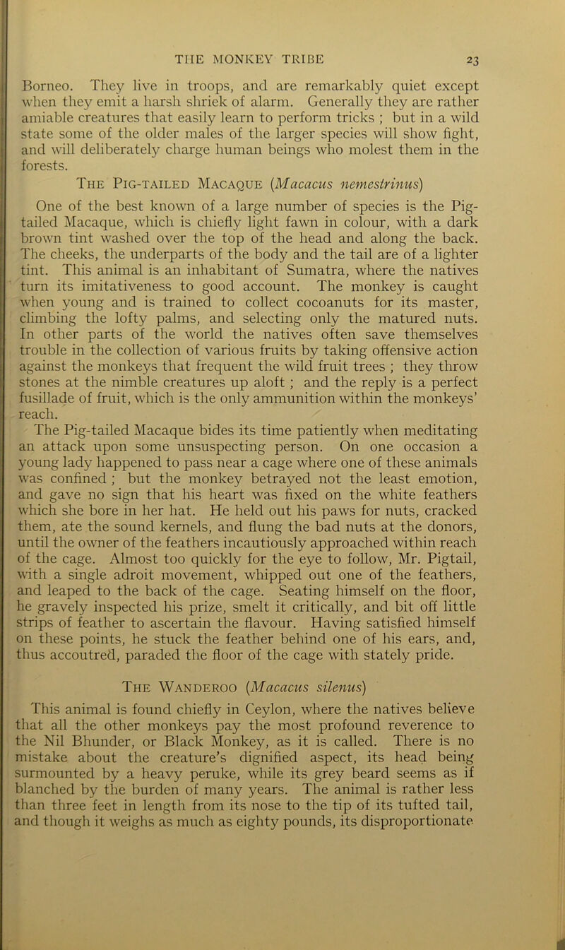 i Borneo. They live in troops, and are remarkably quiet except i when they emit a harsh shriek of alarm. Generally they are rather i amiable creatures that easily learn to perform tricks ; but in a wild I state some of the older males of the larger species will show fight, and will deliberately charge human beings who molest them in the forests. The Pig-tailed Macaque {Macacus nemesirinus) One of the best known of a large number of species is the Pig- tailed Macaque, which is chiefly light fawn in colour, with a dark brown tint washed over the top of the head and along the back. The cheeks, the underparts of the body and the tail are of a lighter tint. This animal is an inhabitant of Sumatra, where the natives turn its imitativeness to good account. The monkey is caught when young and is trained to collect cocoanuts for its master, climbing the lofty palms, and selecting only the matured nuts. In other parts of the world the natives often save themselves trouble in the collection of various fruits by taking offensive action against the monkeys that frequent the wild fruit trees ; they throw stones at the nimble creatures up aloft; and the reply is a perfect fusillade of fruit, which is the only ammunition within the monkeys’ reach. The Pig-tailed Macaque bides its time patiently when meditating an attack upon some unsuspecting person. On one occasion a young lady happened to pass near a cage where one of these animals was confined ; but the monkey betrayed not the least emotion, and gave no sign that his heart was fixed on the white feathers which she bore in her hat. He held out his paws for nuts, cracked them, ate the sound kernels, and flung the bad nuts at the donors, until the owner of the feathers incautiously approached within reach of the cage. Almost too quickly for the eye to follow, Mr. Pigtail, with a single adroit movement, whipped out one of the feathers, and leaped to the back of the cage. Seating himself on the floor, he gravely inspected his prize, smelt it critically, and bit off little strips of feather to ascertain the flavour. Having satisfied himself on these points, he stuck the feather behind one of his ears, and, thus accoutred, paraded the floor of the cage with stately pride. The Wanderoo [Macacus silenus) This animal is found chiefly in Ceylon, where the natives believe that all the other monkeys pay the most profound reverence to the Nil Bhunder, or Black Monkey, as it is called. There is no mistake about the creature’s dignified aspect, its head being surmounted by a heavy peruke, while its grey beard seems as if blanched by the burden of many years. The animal is rather less than three feet in length from its nose to the tip of its tufted tail, and though it weighs as much as eighty pounds, its disproportionate