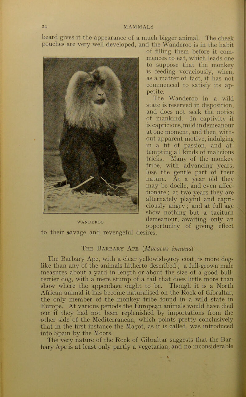 \ The Barbary Ape [Macacus innuus) The Barbary Ape, with a clear yellowish-grey coat, is more dog- like than any of the animals hitherto described ; a full-grown male measures about a yard in length or about the size of a good bull- terrier dog, with a mere stump of a tail that does little more than >. show where the appendage ought to be. Though it is a North African animal it has become naturalised on the Rock of Gibraltar, the only member of the monkey tribe found in a wild state in Europe. At various periods the European animals would have died out if they had not been replenished by importations from the other side of the Mediterranean, which points pretty conclusively that in the first instance the Magot, as it is called, was introduced into Spain by the Moors. The very nature of the Rock of Gibraltar suggests that the Bar- bary Ape is at least only partly a vegetarian, and no inconsiderable beard gives it the appearance of a much bigger animal. The cheek pouches are very well developed, and the Wanderoo is in the habit of filling them before it com- mences to eat, which leads one to suppose that the monkey is feeding voraciously, when, as a matter of fact, it has not commenced to satisfy its ap- petite. The Wanderoo in a wild state is reserved in disposition, and does not seek the notice of mankind. In captivity it is capricious, mild in demeanour at one moment, and then, with- out apparent motive, indulging in a fit of passion, and at- tempting all kinds of malicious tricks. Many of the monkey tribe, with advancing years, lose the gentle part of their nature. At a year old they may be docile, and even affec- tionate ; at two years they are alternately playful and capri- ciously angry; and at full age show nothing but a taciturn demeanour, awaiting only an opportunity of giving effect to their savage and revengeful desires. WANDEROO