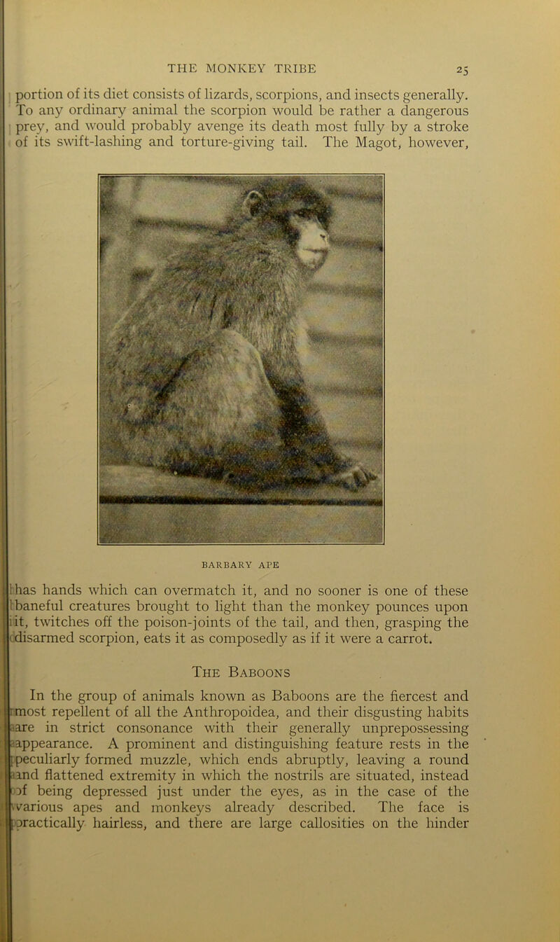 portion of its diet consists of lizards, scorpions, and insects generally. To any ordinary animal the scorpion would be rather a dangerous prey, and would probably avenge its death most fully by a stroke of its swift-lashing and torture-giving tail. The Magot, however, BARBARY APE has hands which can overmatch it, and no sooner is one of these ’baneful creatures brought to light than the monkey pounces upon it, twitches off the poison-joints of the tail, and then, grasping the ; disarmed scorpion, eats it as composedly as if it were a carrot. The Baboons i In the group of animals known as Baboons are the fiercest and most repellent of all the Anthropoidea, and their disgusting habits are in strict consonance with their generally unprepossessing appearance. A prominent and distinguishing feature rests in the 1 peculiarly formed muzzle, which ends abruptly, leaving a round and flattened extremity in which the nostrils are situated, instead af being depressed just under the eyes, as in the case of the warious apes and monkeys already described. The face is [oractically hairless, and there are large callosities on the hinder