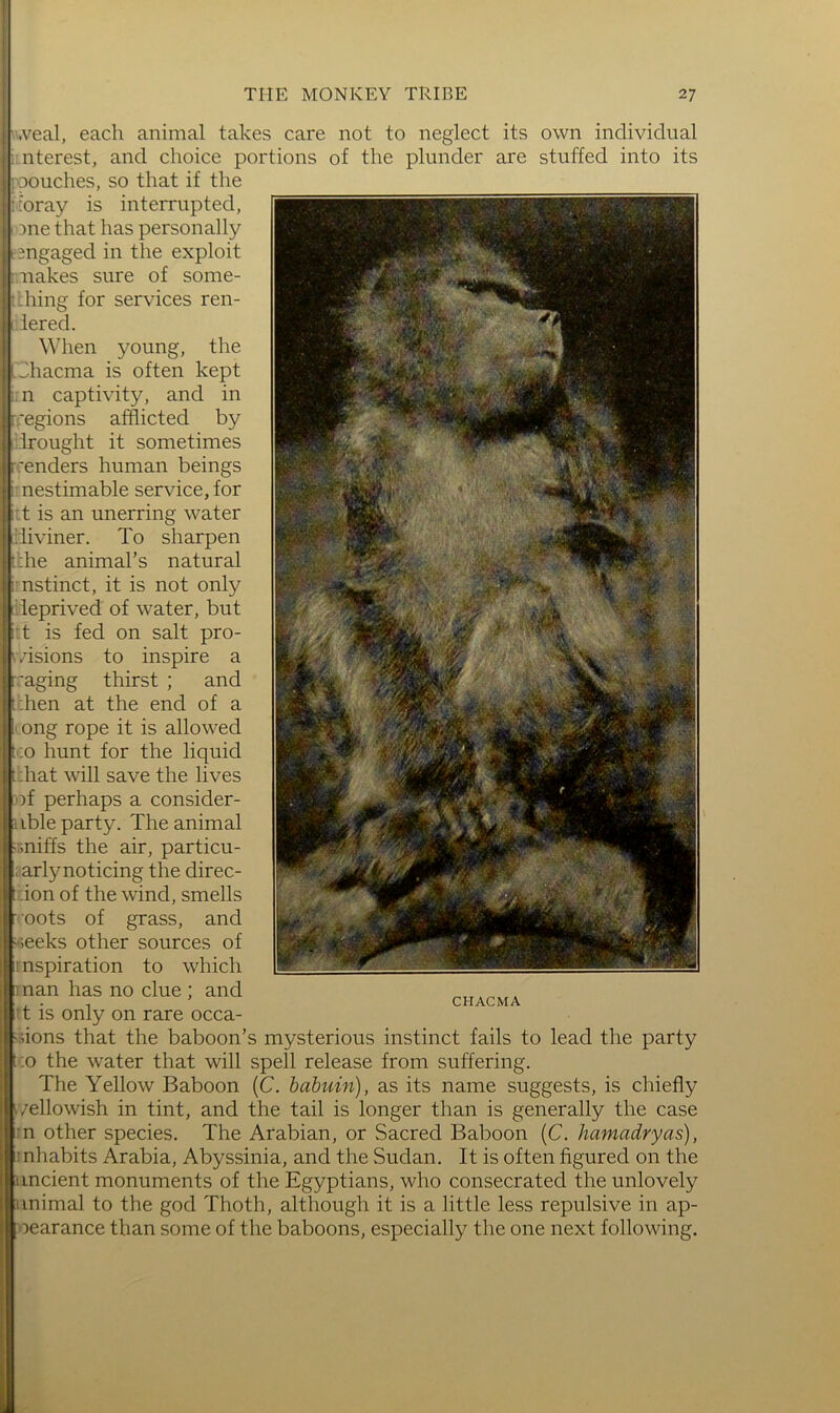 f THE MONKEY TRIBE 27 ■.veal, each animal takes care not to neglect its own individual : nterest, and choice portions of the plunder are stuffed into its roouches, so that if the ;oray is interrupted, ione that has personally engaged in the exploit uakes sure of some- i::hing for services ren- iered. When young, the Jhacma is often kept n captivity, and in i;|'egions afflicted by flrought it sometimes 'enders human beings ; nestimable service, for t is an unerring water diviner. To sharpen die animal’s natural nstinct, it is not only ileprived of water, but t is fed on salt pro- . /isions to inspire a ijr.'aging thirst ; and lif dien at the end of a ' ong rope it is allowed :;o hunt for the liquid ; :hat will save the lives of perhaps a consider- ; ible party. The animal V.niffs the air, particu- larly noticing the direc- :ion of the wind, smells ' oots of grass, and oeeks other sources of : nspiration to which nan has no clue ; and t is only on rare occa- sions that the baboon’s mysterious instinct fails to lead the party ; ;o the water that will spell release from suffering. The Yellow Baboon (C. babuin), as its name suggests, is chiefly .yellowish in tint, and the tail is longer than is generally the case n other species. The Arabian, or Sacred Baboon (C. hamadryas), ■ nhabits Arabia, Abyssinia, and the Sudan. It is often figured on the ■mcient monuments of the Egyptians, who consecrated the unlovely liunimal to the god Thoth, although it is a little less repulsive in ap- pearance than some of the baboons, especially the one next following. CHACMA