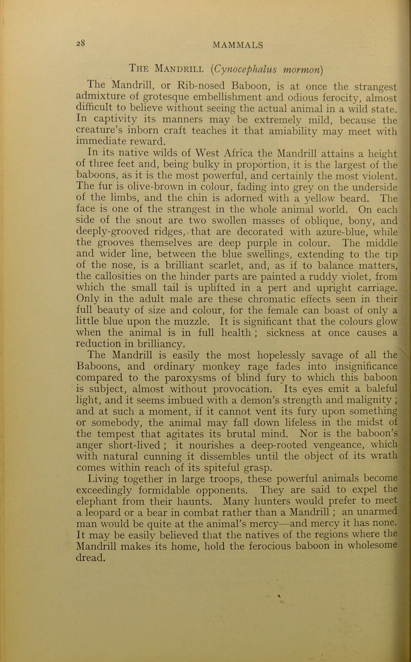 The Mandrill [Cynocephalus mormon) The Mandrill, or Rib-nosed Baboon, is at once the strangest admixture of grotesque embellishment and odious ferocity, almost difficult to believe without seeing the actual animal in a wild state. In captivity its manners may be extremely mild, because the creature’s inborn craft teaches it that amiability may meet with immediate reward. In its native wilds of West Africa the Mandrill attains a height of three feet and, being bulky in proportion, it is the largest of the baboons, as it is the most powerful, and certainly the most violent. The fur is olive-brown in colour, fading into grey on the underside of the limbs, and the chin is adorned with a yellow beard. The face is one of the strangest in the whole animal world. On each side of the snout are two swollen masses of oblique, bony, and deeply-grooved ridges, that are decorated with azure-blue, while the grooves themselves are deep purple in colour. The middle and wider line, between the blue swellings, extending to the tip of the nose, is a brilliant scarlet, and, as if to balance matters, the callosities on the hinder parts are painted a ruddy violet, from which the small tail is uplifted in a pert and upright carriage. Only in the adult male are these chromatic effects seen in their full beauty of size and colour, for the female can boast of only a little blue upon the muzzle. It is significant that the colours glow when the animal is in full health ; sickness at once causes a reduction in brilliancy. The Mandrill is easily the most hopelessly savage of all the Baboons, and ordinary monkey rage fades into insignificance compared to the paroxysms of blind fury to which this baboon is subject, almost without provocation. Its eyes emit a baleful light, and it seems imbued with a demon’s strength and malignity ; and at such a moment, if it cannot vent its fury upon something or somebody, the animal may fall down lifeless in the midst of the tempest that agitates its brutal mind. Nor is the baboon’s anger short-lived ; it nourishes a deep-rooted vengeance, which with natural cunning it dissembles until the object of its wrath comes within reach of its spiteful grasp. Living together in large troops, these powerful animals become exceedingly formidable opponents. They are said to expel the elephant from their haunts. Many hunters would prefer to meet a leopard or a bear in combat rather than a Mandrill; an unarmed man would be quite at the animal’s mercy—and mercy it has none. It may be easily believed that the natives of the regions where the Mandrill makes its home, hold the ferocious baboon in wholesome dread.