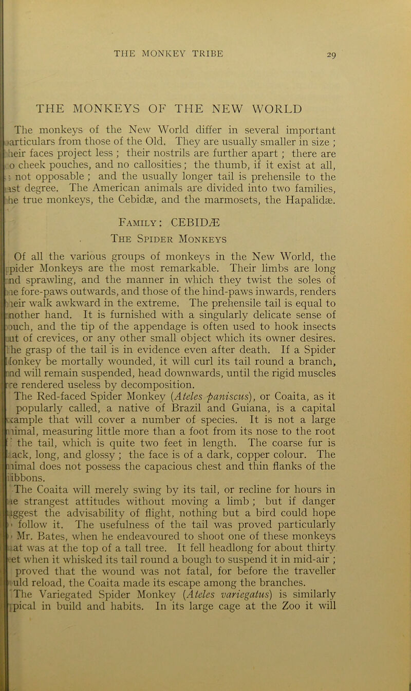 THE MONKEYS OF THE NEW WORLD The monkeys of the New World differ in several important •articulars from those of the Old. They are usually smaller in size ; heir faces project less ; their nostrils are further apart; there are o cheek pouches, and no callosities; the thumb, if it exist at all, ; not opposable ; and the usually longer tail is prehensile to the ast degree. The American animals are divided into two families, he true monkeys, the Cebidae, and the marmosets, the Hapalidse. Family ; CEBIDdE The Spider Monkeys Of all the various groups of monkeys in the New World, the rpider Monkeys are the most remarkable. Their limbs are long ■jid sprawling, and the manner in which they twist the soles of i ie fore-paws outwards, and those of the hind-paws inwards, renders '.leir walk awkward in the extreme. The prehensile tail is equal to nother hand. It is furnished with a singularly delicate sense of ouch, and the tip of the appendage is often used to hook insects rut of crevices, or any other small object which its owner desires. The grasp of the tail is in evidence even after death. If a Spider [onkey be mortally wounded, it will curl its tail round a branch, nd will remain suspended, head downwards, until the rigid muscles :e rendered useless by decomposition. The Red-faced Spider Monkey [Ateles paniscus), or Coaita, as it popularly called, a native of Brazil and Guiana, is a capital cample that will cover a number of species. It is not a large limal, measuring little more than a foot from its nose to the root the tail, which is quite two feet in length. The coarse fur is c.ack, long, and glossy ; the face is of a dark, copper colour. The limal does not possess the capacious chest and thin flanks of the iibbons. The Coaita will merely swing by its tail, or recline for hours in le strangest attitudes without moving a limb ; but if danger iggest the advisability of flight, nothing but a bird could hope follow it. The usefulness of the tail was proved particularly Mr. Bates, when he endeavoured to shoot one of these monkeys [idat was at the top of a tall tree. It fell headlong for about thirty ■et when it whisked its tail round a bough to suspend it in mid-air ; proved that the wound was not fatal, for before the traveller ' uld reload, the Coaita made its escape among the branches. The Variegated Spider Monkey [Ateles variegatus) is similarly ipical in build and habits. In its large cage at the Zoo it will