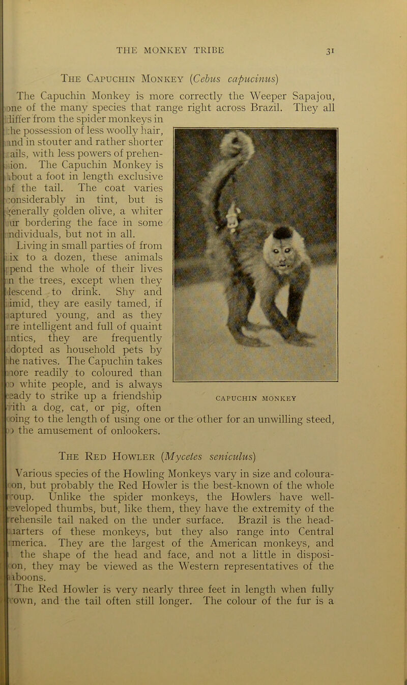I 1' I t f The Capuchin Monkey {Cebus capucinus) The Capuchin Monkey is more correctly the Weeper Sapajou, one of the many species that range right across Brazil. They all hffer from the spider monkeys in ;he possession of less woolly hair, ind in stouter and rather shorter ails, with less powers of prehen- ion. The Capuchin Monkey is ibout a foot in length exclusive of the tail. The coat varies considerably in tint, but is generally golden olive, a whiter ur bordering the face in some -ndividuals, but not in all. Living in small parties of from ; ix to a dozen, these animals i pend the whole of their lives n the trees, except when they descend to drink. Shy and :imid, they are easily tamed, if ..aptured young, and as they • re intelligent and full of quaint '.ntics, they are frequently ■ dopted as household pets by he natives. The Capuchin takes lore readily to coloured than -0 white people, and is always 'sady to strike up a friendship ith a dog, cat, or pig, often ‘ oing to the length of using one or the other for an unwilling steed, ) the amusement of onlookers. The Red Howler [Myceies seniculus) Various species of the Howling Monkeys vary in size and coloura- on, but probably the Red Howler is the best-known of the whole ! 'oup. Unlike the spider monkeys, the Howlers have well- eeveloped thumbs, but, like them, they have the extremity of the rehensile tail naked on the under surface. Brazil is the head- uarters of these monkeys, but they also range into Central 'merica. They are the largest of the American monkeys, and the shape of the head and face, and not a little in disposi- on, they may be viewed as the Western representatives of the uboons. The Red Howler is very nearly three feet in length when fully ‘own, and the tail often still longer. The colour of the fur is a CAPUCHIN MONKEY