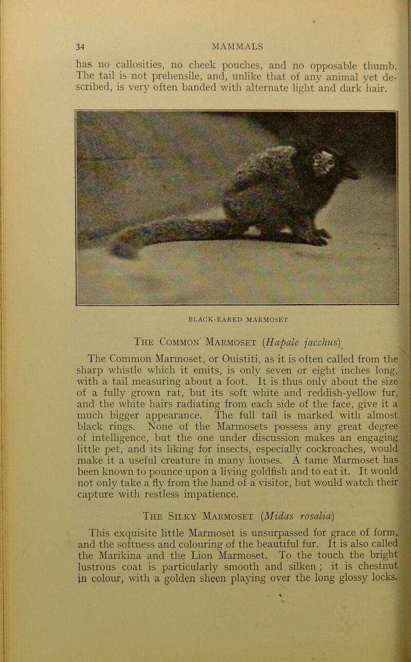 has no callosities, no cheek pouches, and no opposable thumb. The tail is not prehensile, and, unlike that of any animal yet de- scribed, is very often banded with alternate light and dark hair. The Common'Marmoset {Hapale jacchus) The Common Marmoset, or Ouistiti, as it is often called from the sharp whistle which it emits, is only seven or eight inches long, with a tail measuring about a foot. It is thus only about the size of a fully grown rat, but its soft white and reddish-yellow fur, and the white hairs radiating from each side of the face, give it a much bigger appearance. The full tail is marked with almost black rings. None of the Marmosets possess any great degree of intelligence, but the one under discussion makes an engaging little pet, and its liking for insects, especially cockroaches, would . make it a useful creature in many houses. A tame Marmoset has., been known to pounce upon a living goldfish and to eat it. It would not only take a fly from the hand of a visitor, but would watch their capture with restless impatience. N I The Silky Marmoset [Midas rosalia) This exquisite little Marmoset is unsurpassed for grace of form, and the softness and colouring of the beautiful fur. It is also called the Marikina and the Lion Marmoset. To the touch the bright lustrous coat is particularly smooth and silken ; it is chestnut in colour, with a golden sheen playing over the long glossy locks.'